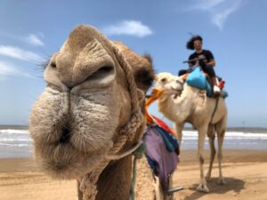 8-Day All-Inclusive Horse Riding Holiday With Yoga and Stretching in Oceanfront Riad, Agadir Morocco_2