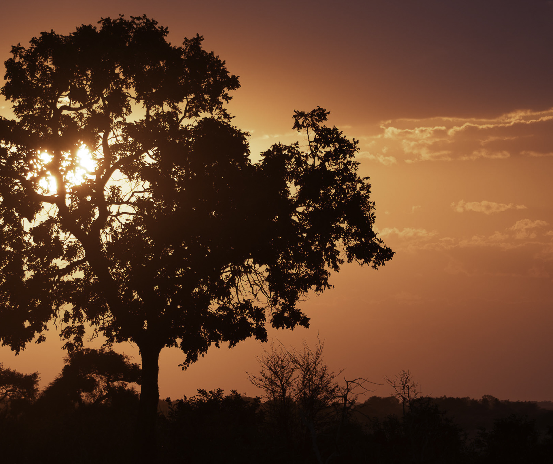 Safari-Yoga-Retreat-Bottswana-Zambia-Zimbabwe-Munga-Plains-Lauren-Rudick