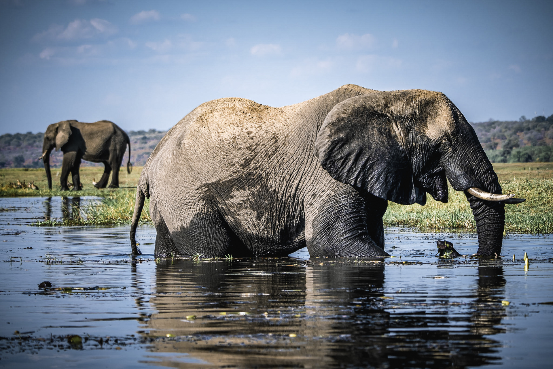Safari-Yoga-Retreat-Bottswana-Zambia-Zimbabwe-Munga-Plains-Lauren-Rudick