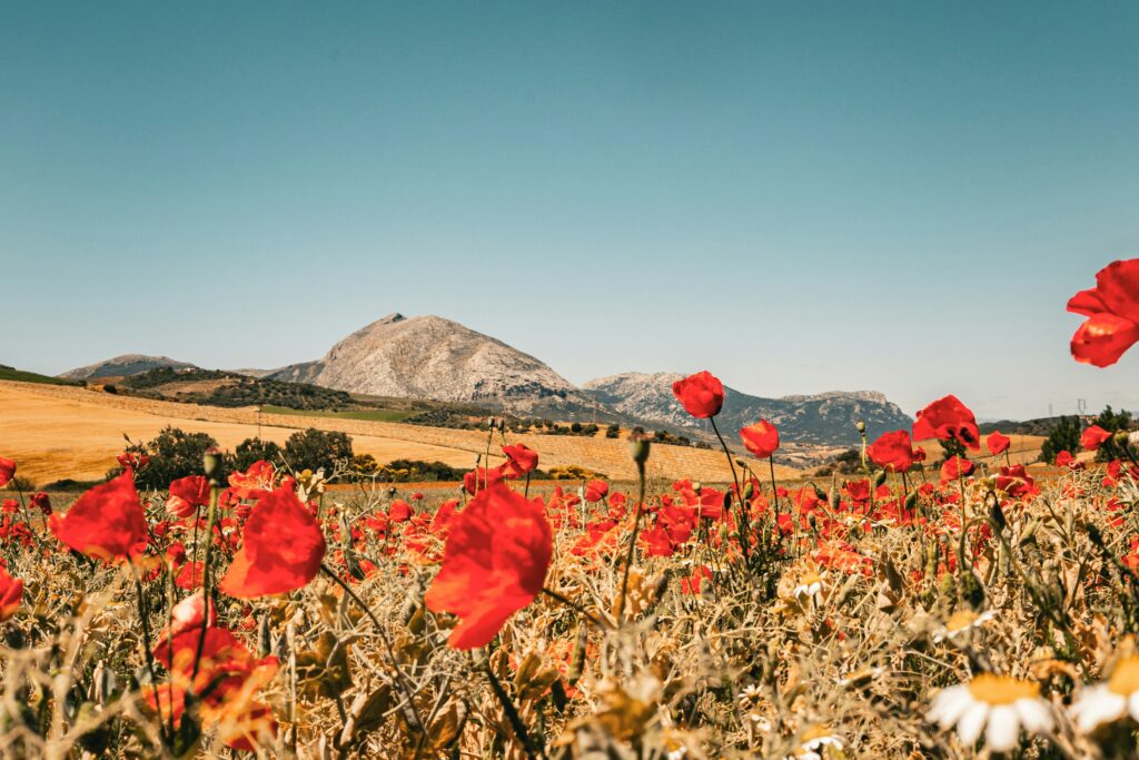 Finding Stillness Under the Andalusian Sun