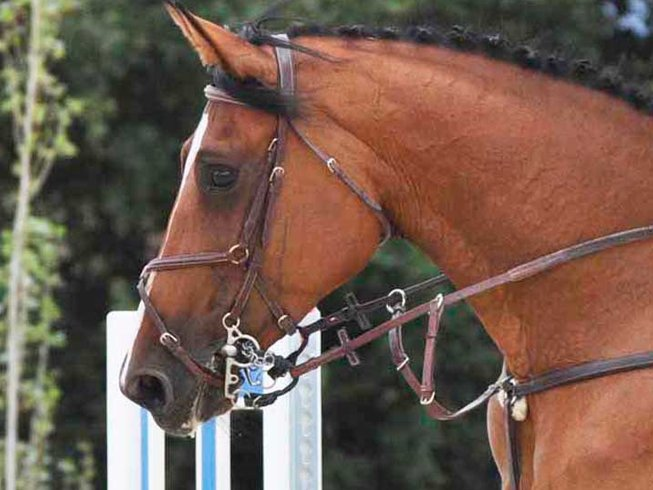 yoga retreat in umbria with horse riding