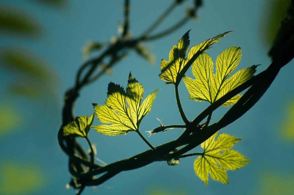 tree leaves burnout is not a badge