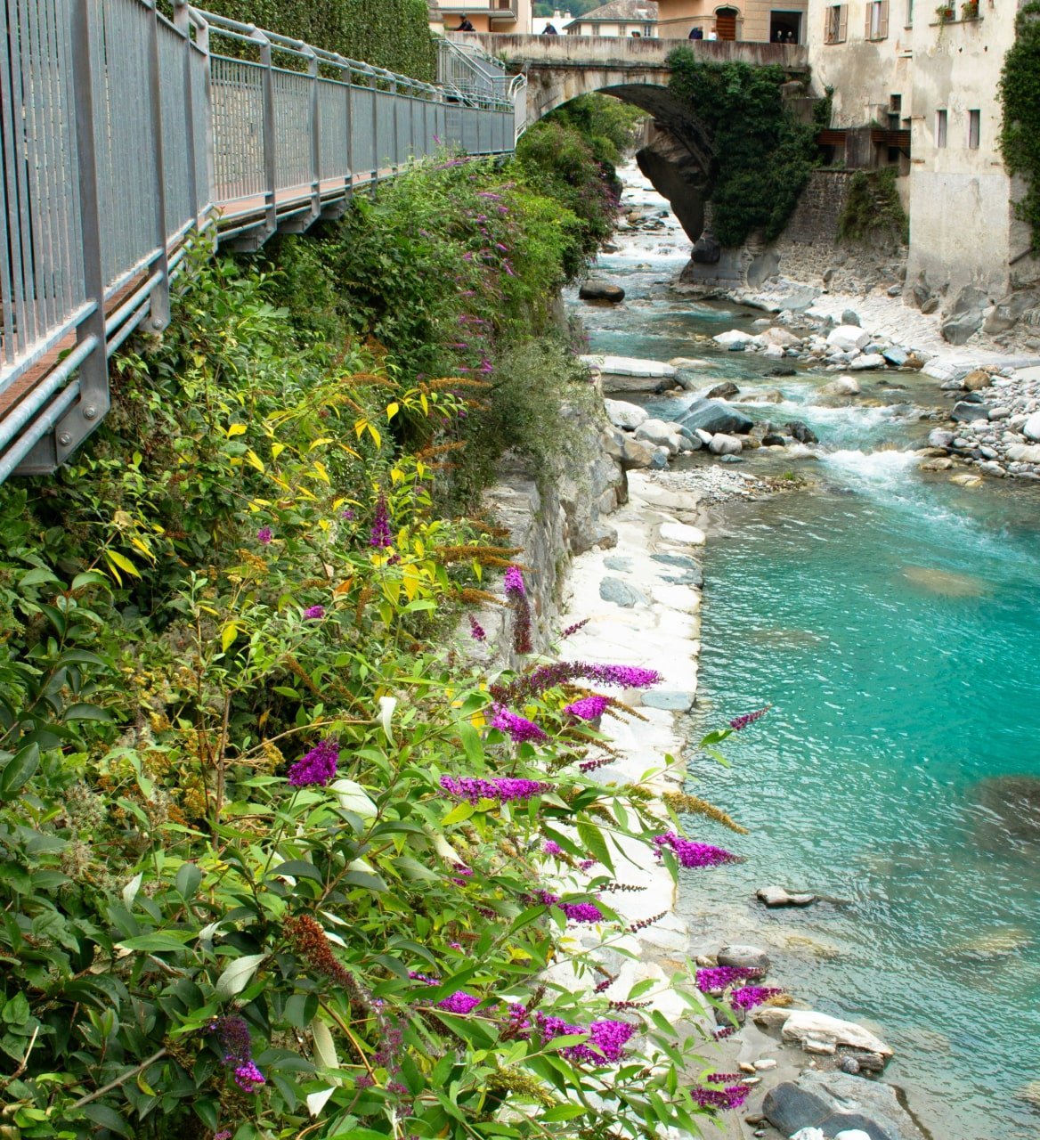 Canal view with flowers