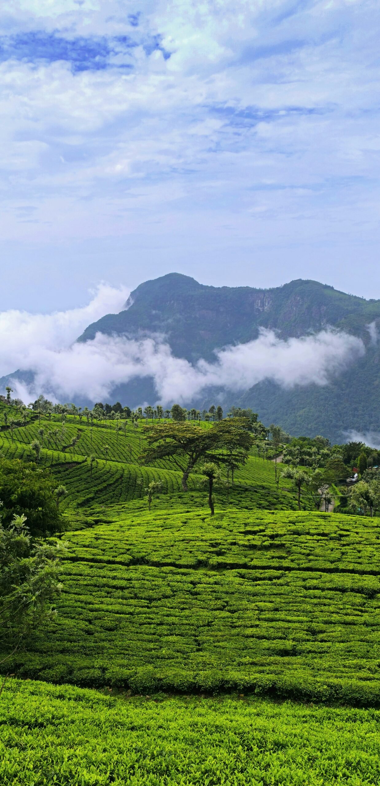 Rolling tea plantations in Coonoor, adding a cool and grounding hill-station setting to a retreat-focused winter article.