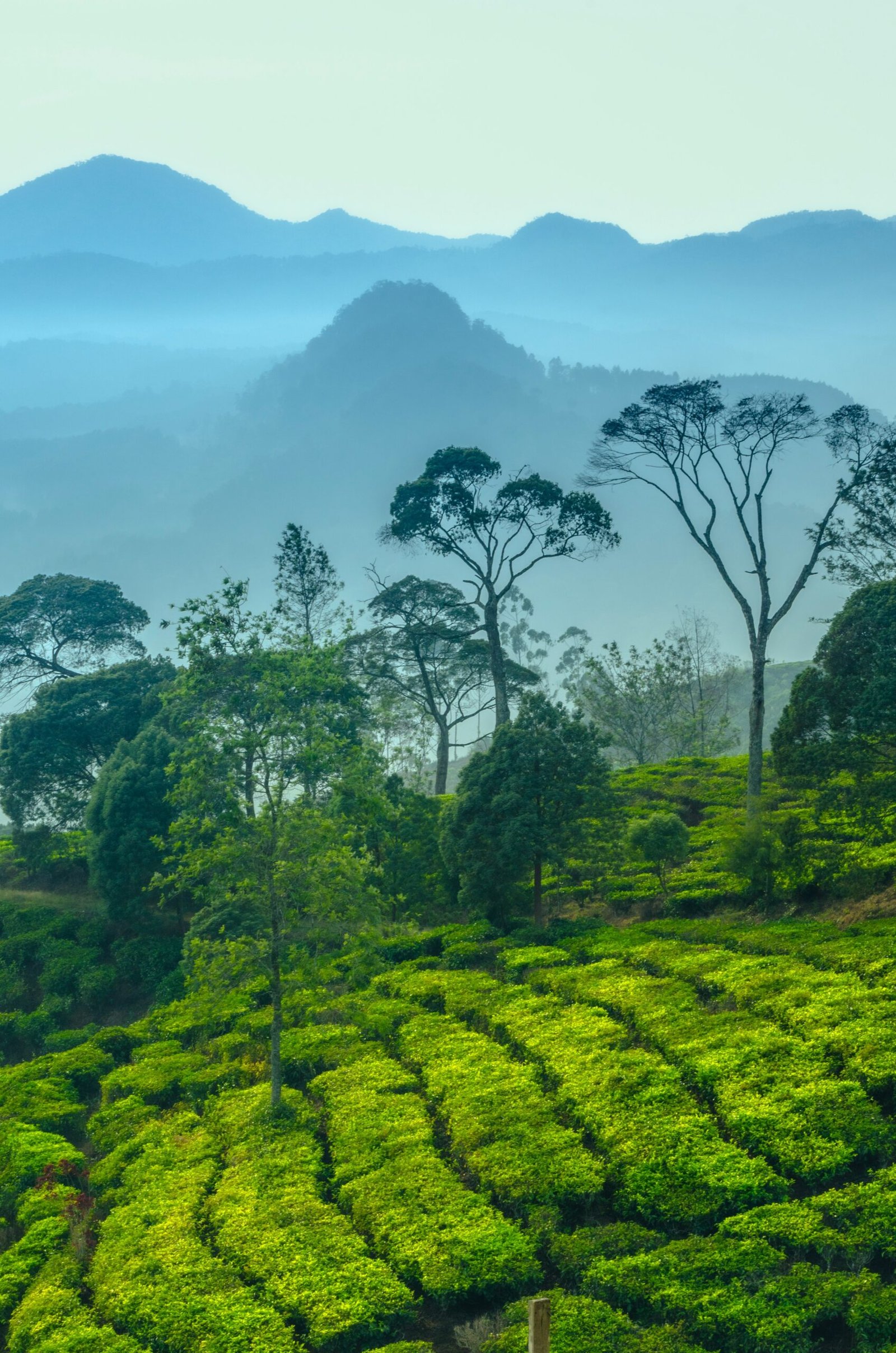 sidemen valley at sunrise with mount agung above dew-covered fields