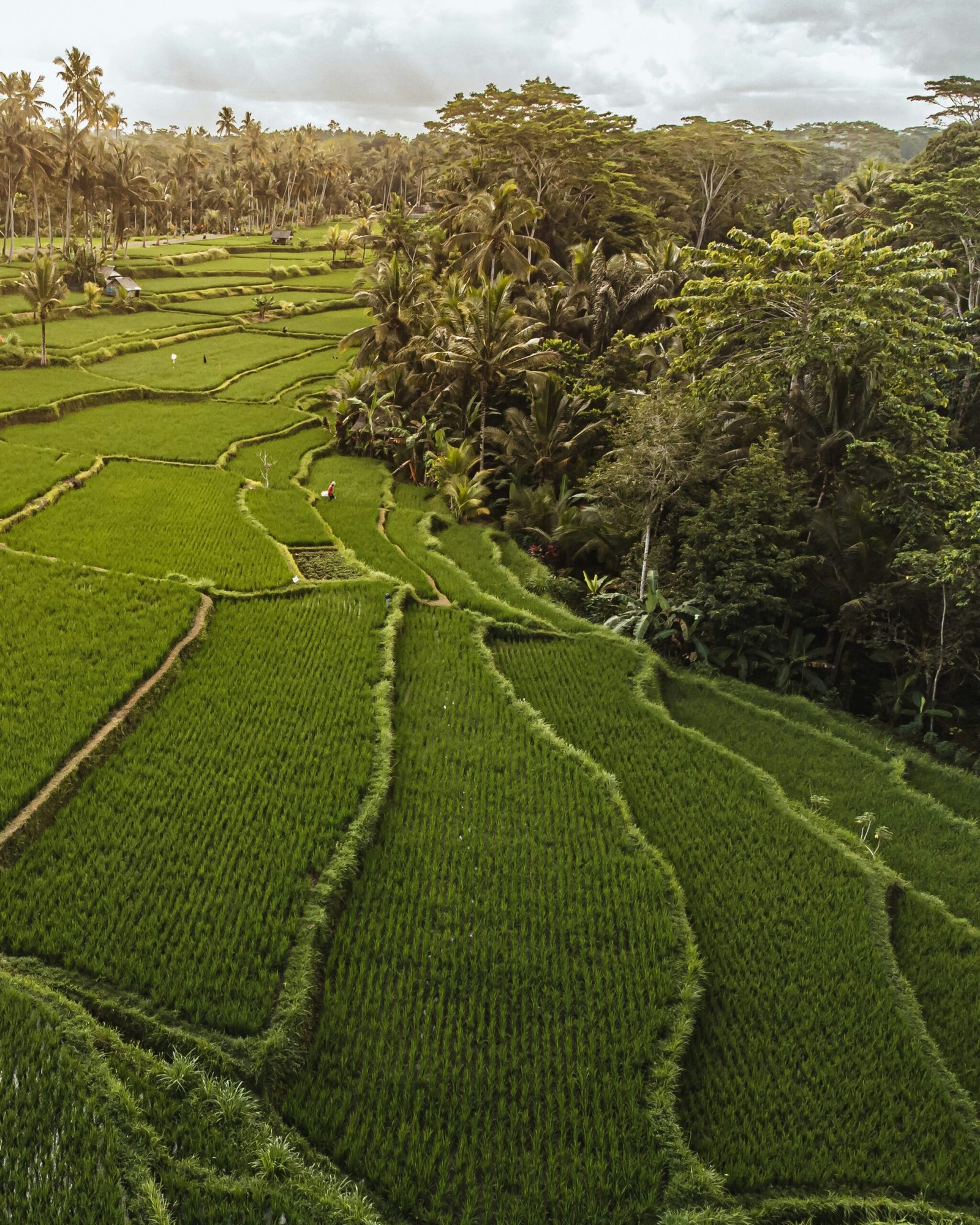 Lush green Ubud landscape for a retreat setting built around reflection, balance, and gentle reset.