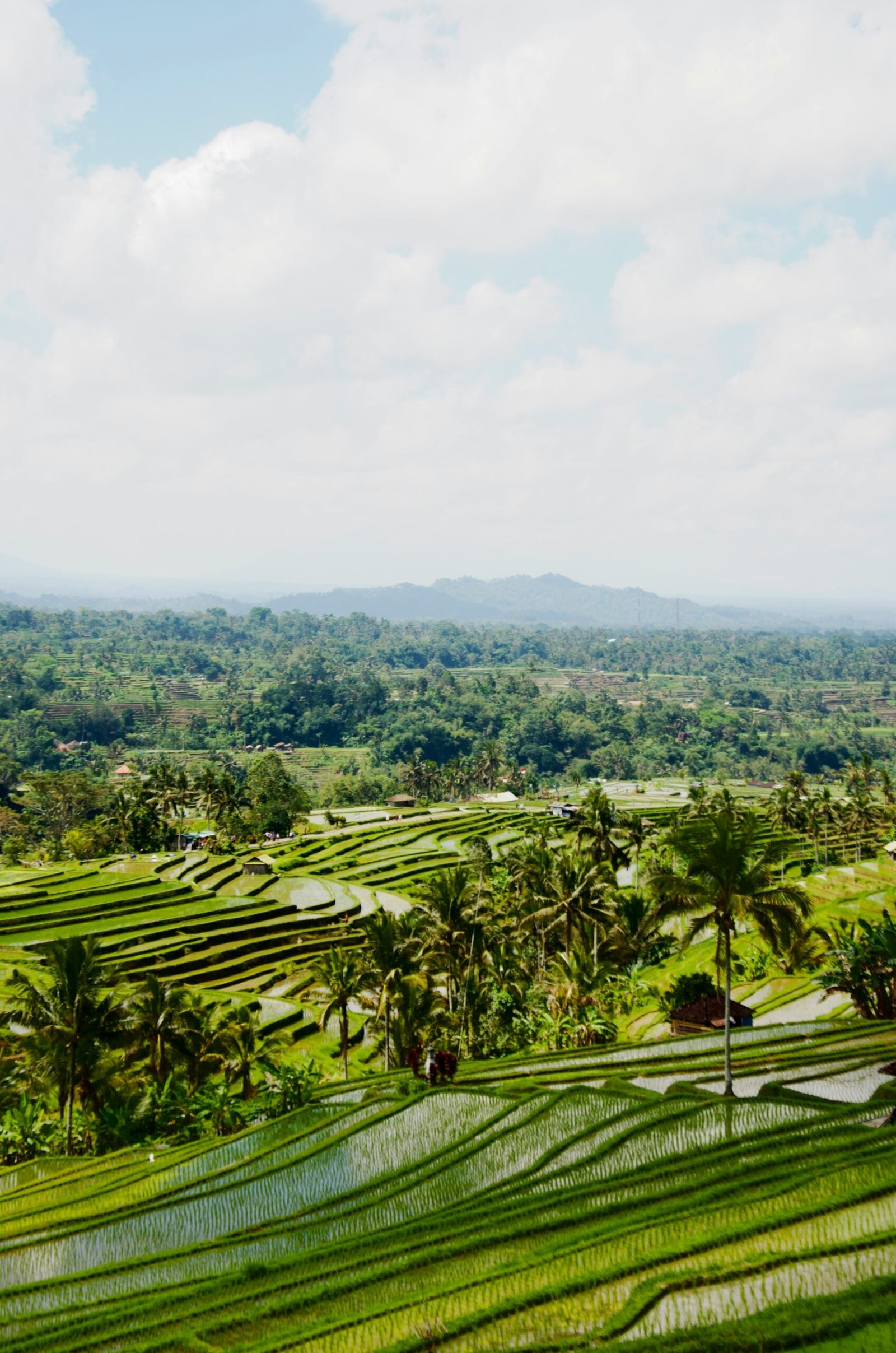 jatiluwih rice terraces with fresh green growth and mountain air in bali
