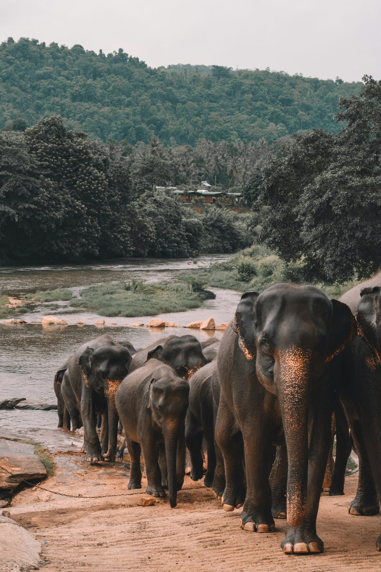 Wild elephants in Sri Lanka gathered near the water, bringing a grounded and nature-connected feel to a yoga retreat journey.