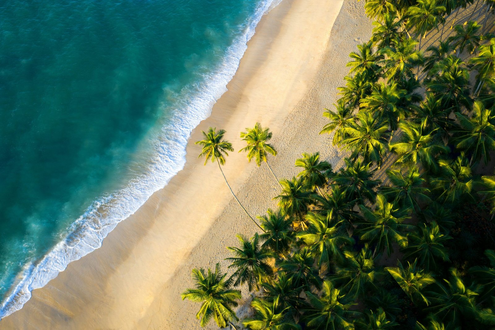 Aerial view of a palm-lined beach in Tangalle, Sri Lanka, suited to a February yoga retreat with calm coastal energy.
