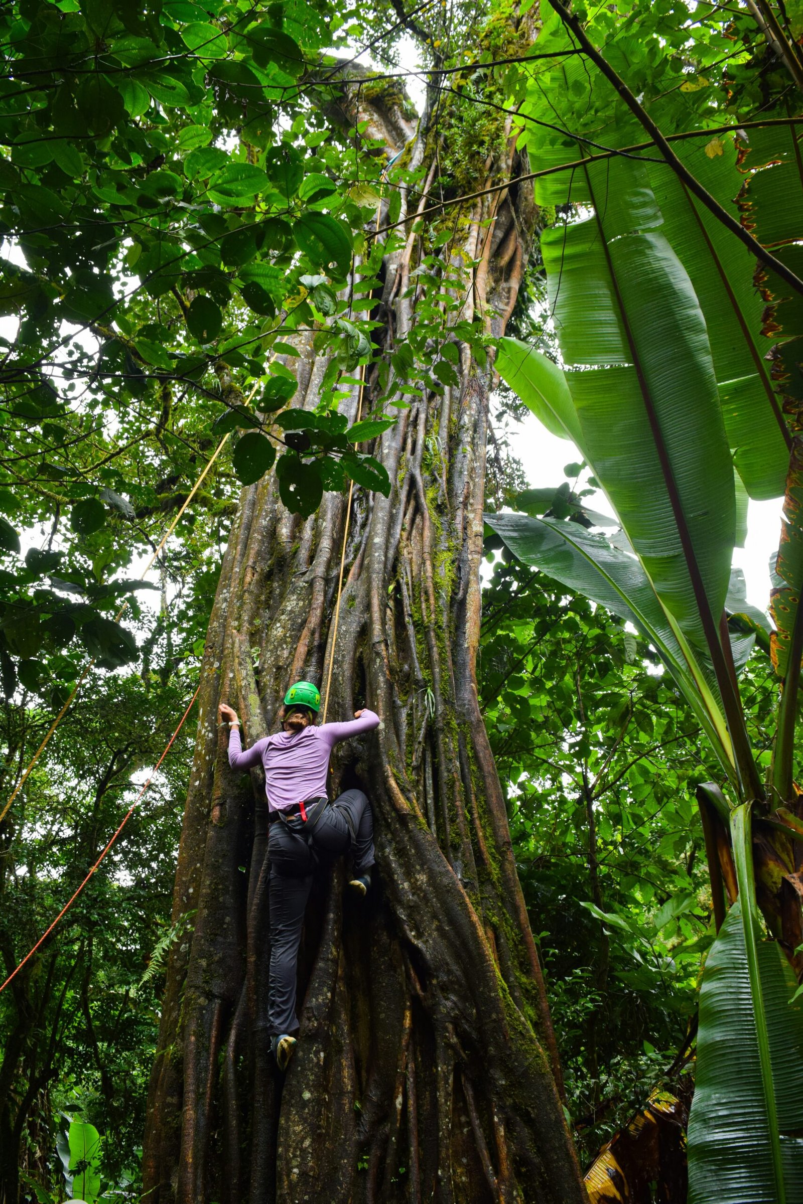 Person climbing a giant moss-covered tree in the rainforest near Tres Ríos, Cartago Province, Costa Rica.