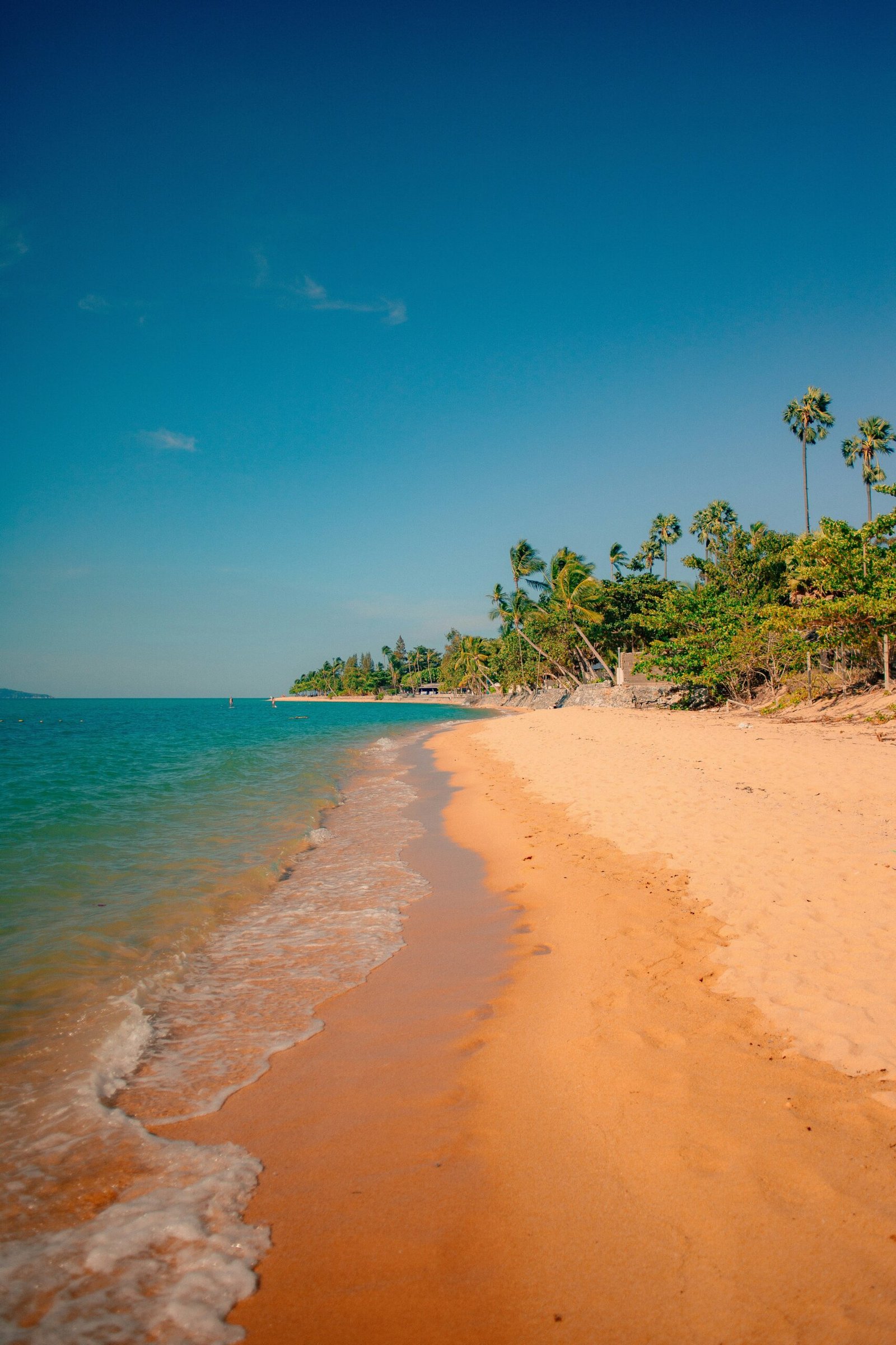 rain-washed koh samui beach with palms and warm monsoon sea light