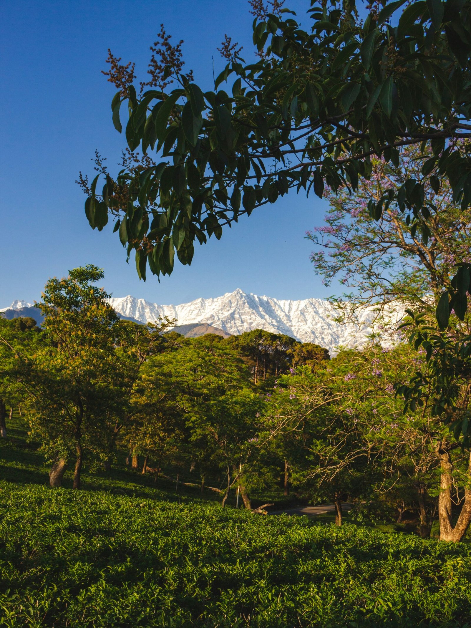 Green slopes and mountain air in Dharamshala, suited to the cooler Himalayan side of a July yoga retreat in India.