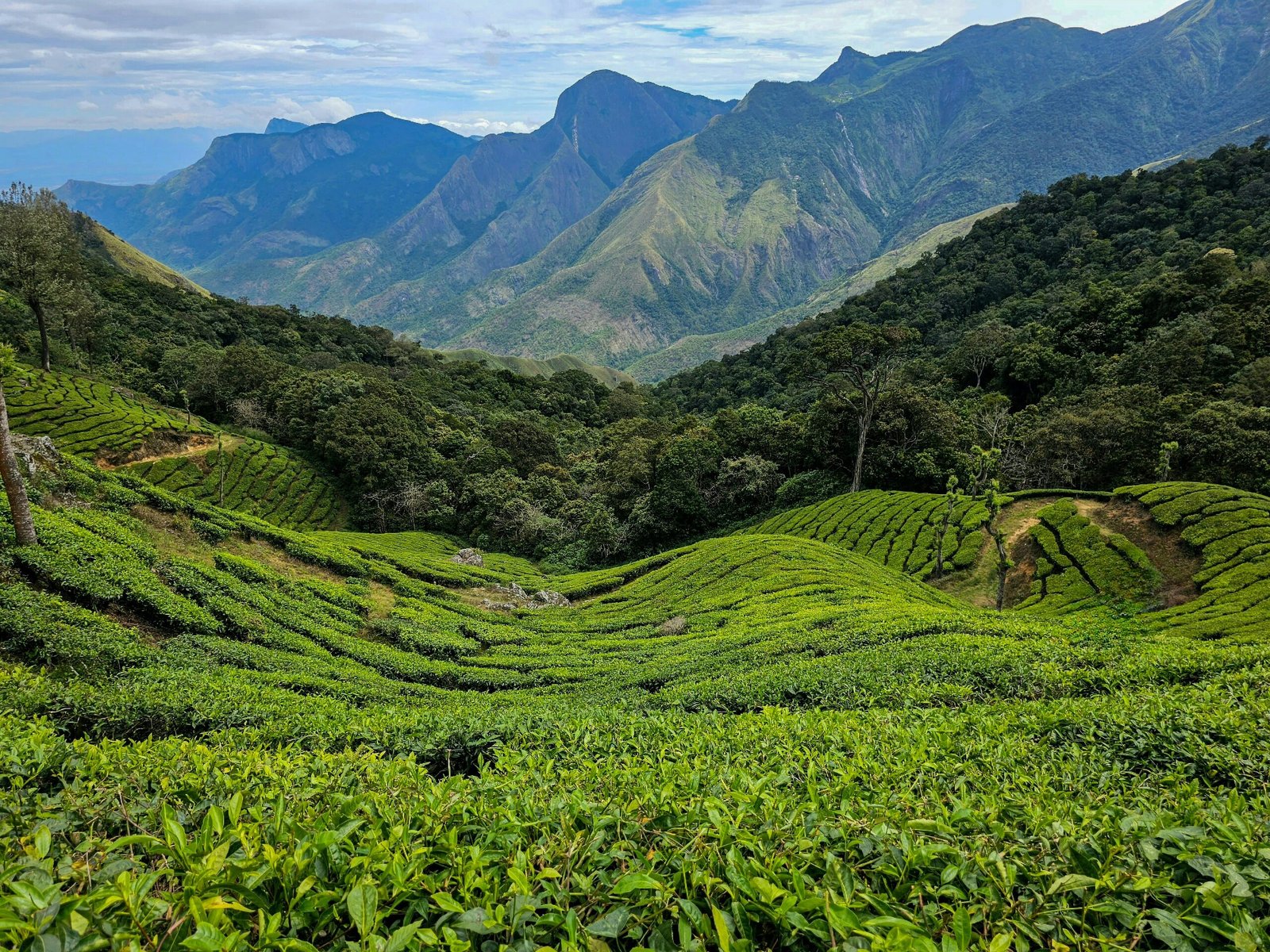 Tea-covered hills in Munnar, Kerala, reflecting the fresh mountain atmosphere of an Ayurveda retreat centered on nourishment and seasonal resilience.