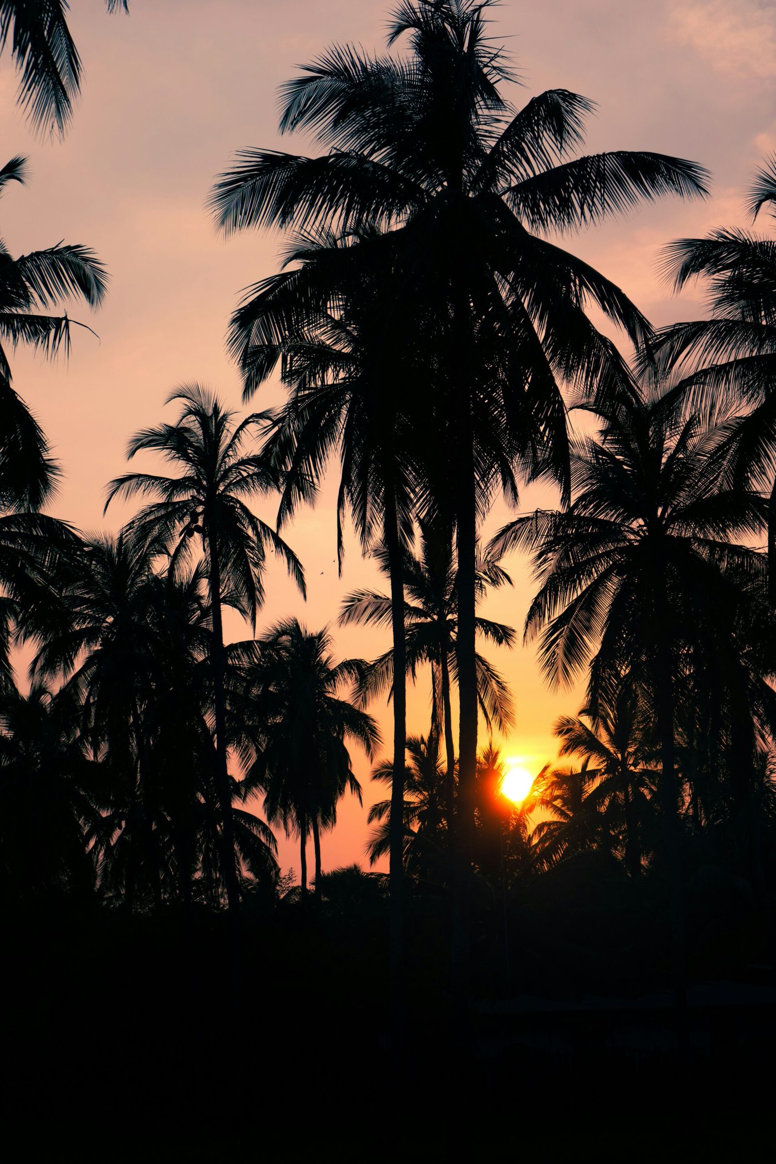 Palm trees at sunset along the coast in Kalpitiya, Sri Lanka.