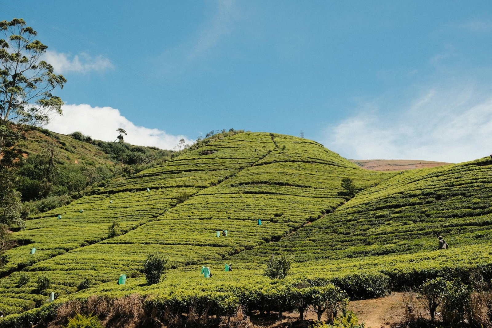 Tea fields in Nuwara Eliya, Sri Lanka, capturing the steady and restorative energy of a hill-country yoga retreat in March.
