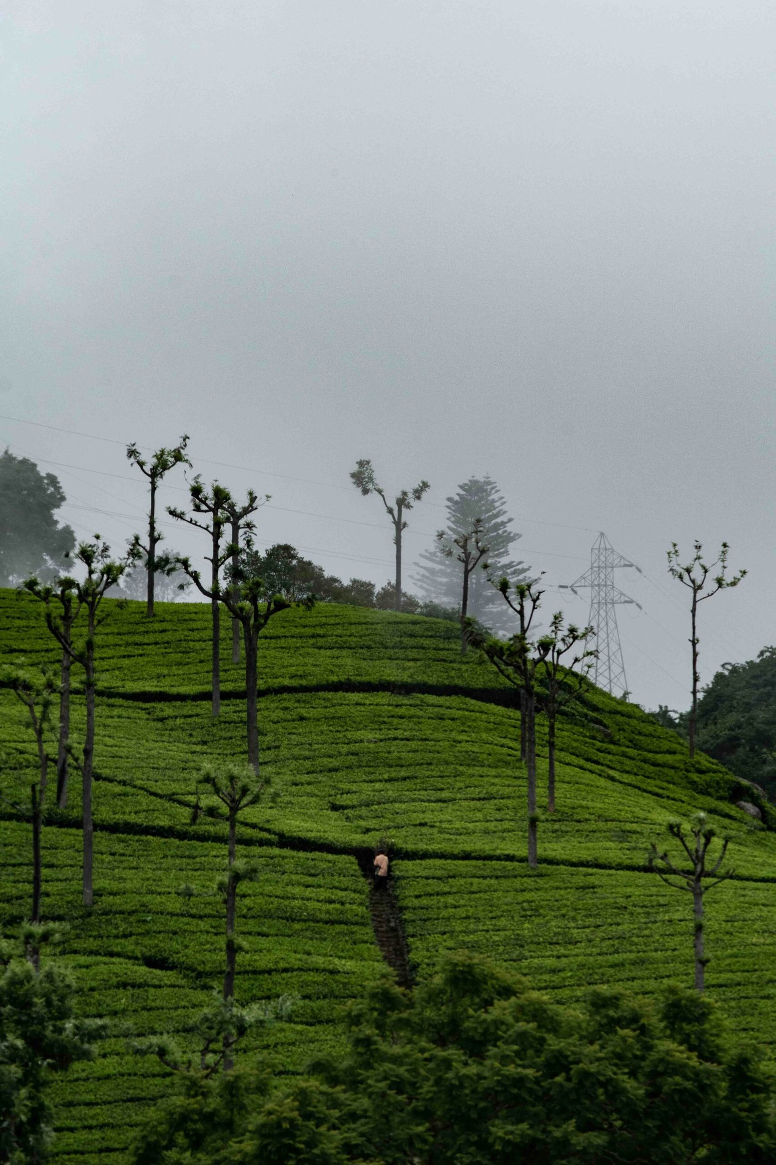 Tea plantation path in Coonoor with soft mountain scenery, fitting a calm hill-station retreat escape in South India.