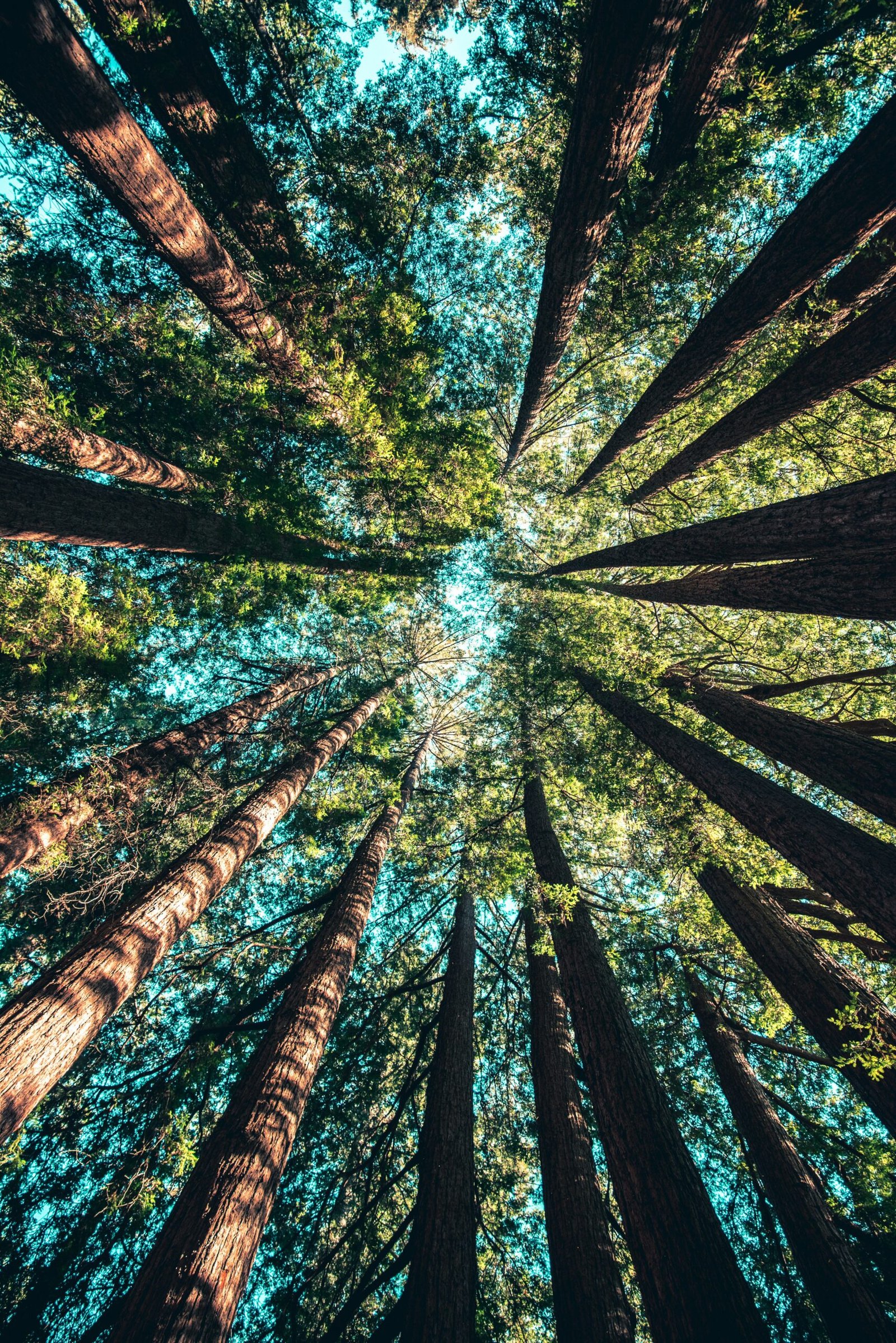 sunlight through forest trees creating peaceful natural environment