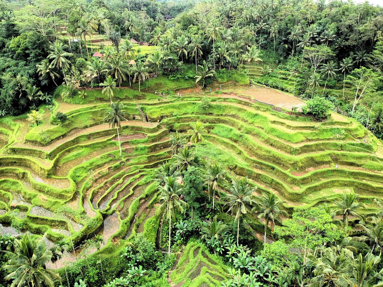 A vast, lush green landscape of Tegalalang Rice Terraces in Ubud, Bali, showcasing the vibrant tropical scenery ideal for a February 2026 yoga and wellness retreat.