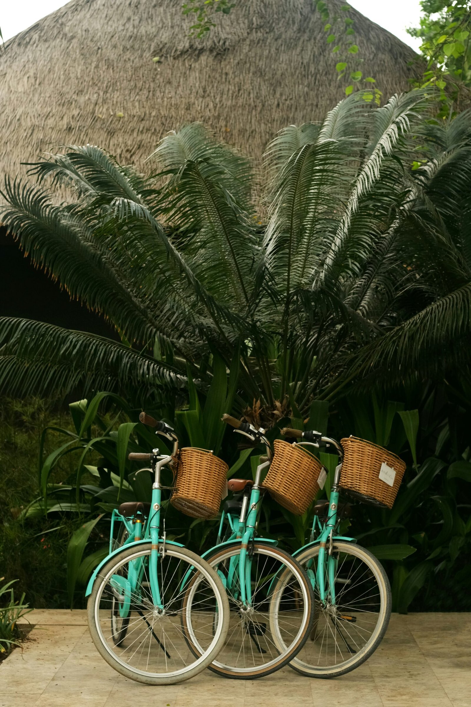 Two bicycles parked near palm trees at a peaceful retreat setting designed for outdoor wellness and gentle exploration