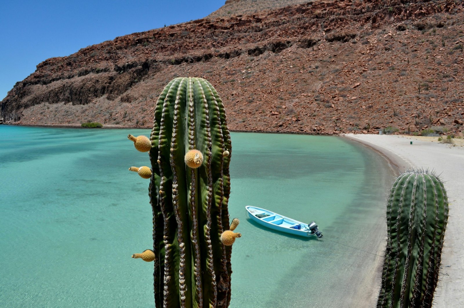 Cactus-covered coastline in Baja California Sur, Mexico, overlooking bright blue coastal water.