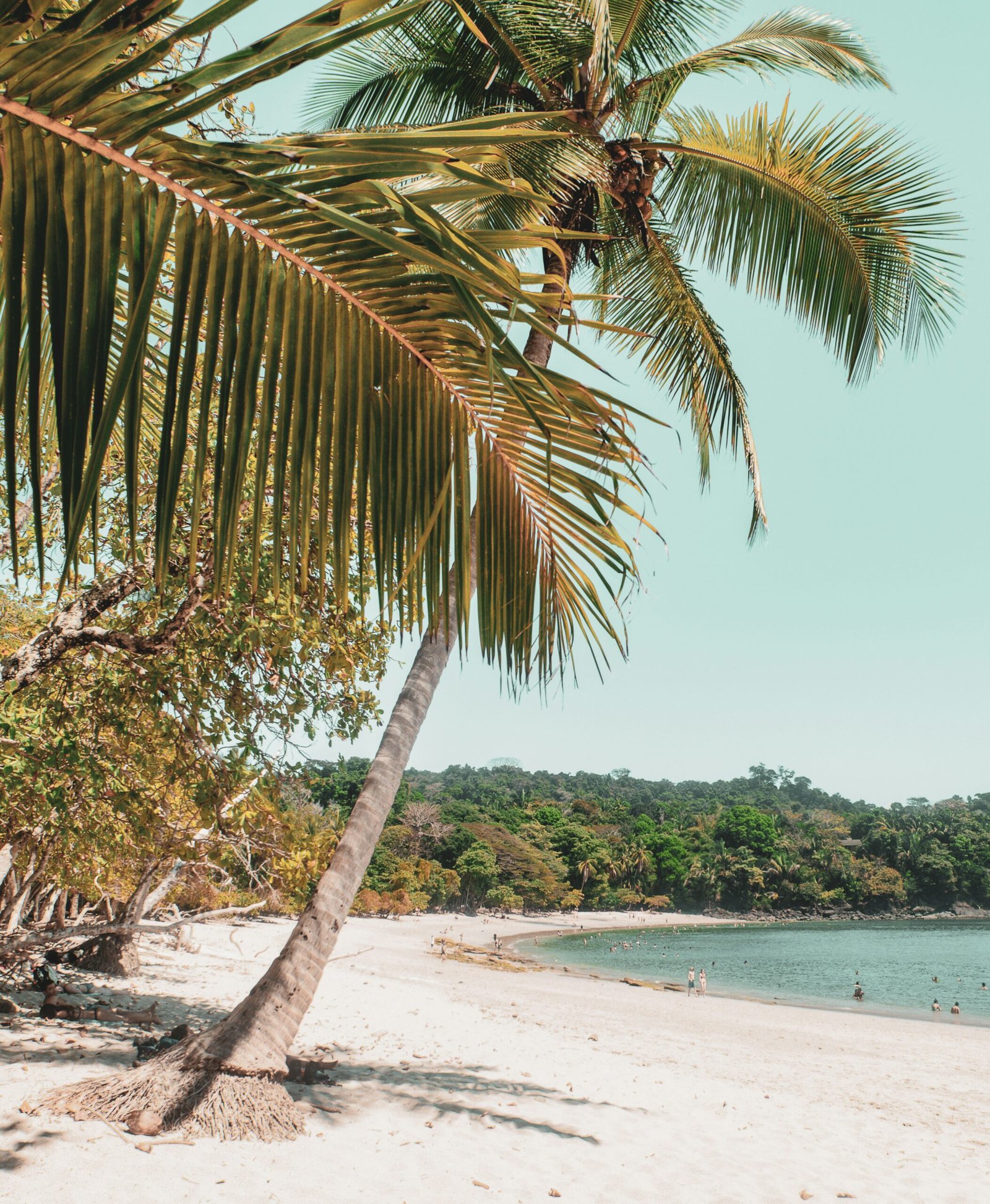 Palm-lined white sand beach in Manuel Antonio, Costa Rica, with tropical trees leaning toward the shore.
