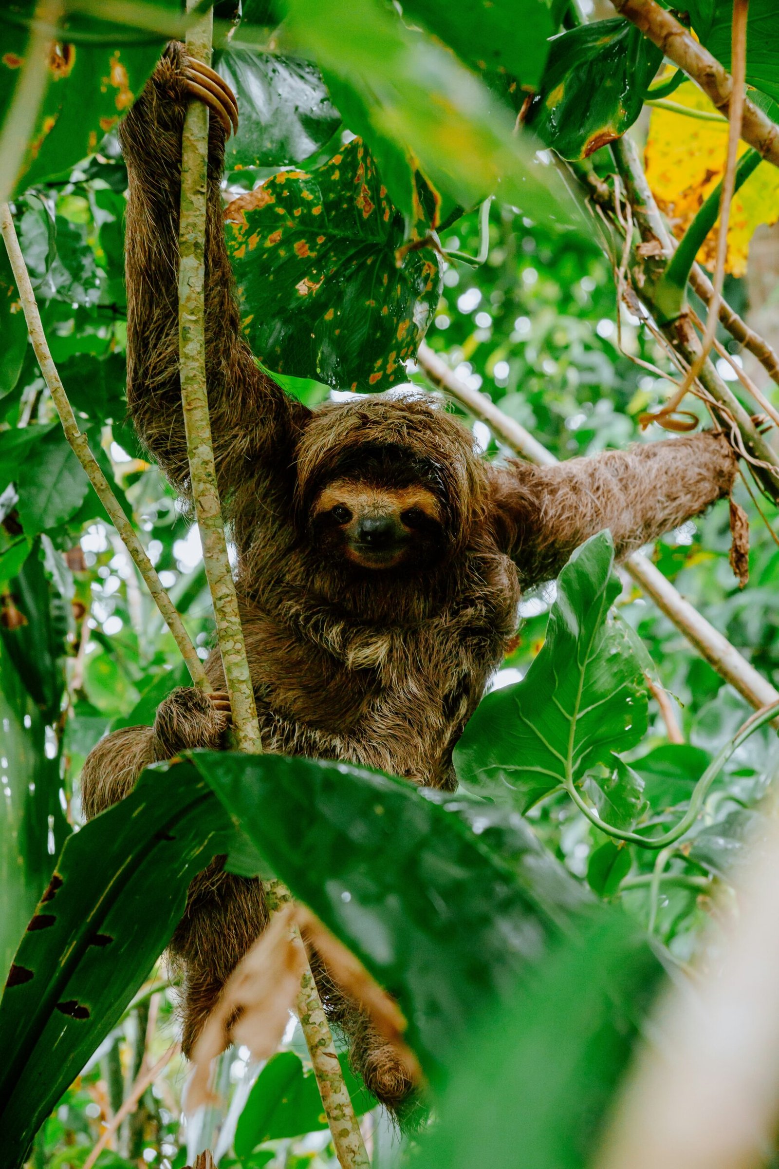 Sloth resting in a tree near Cahuita National Park in Costa Rica