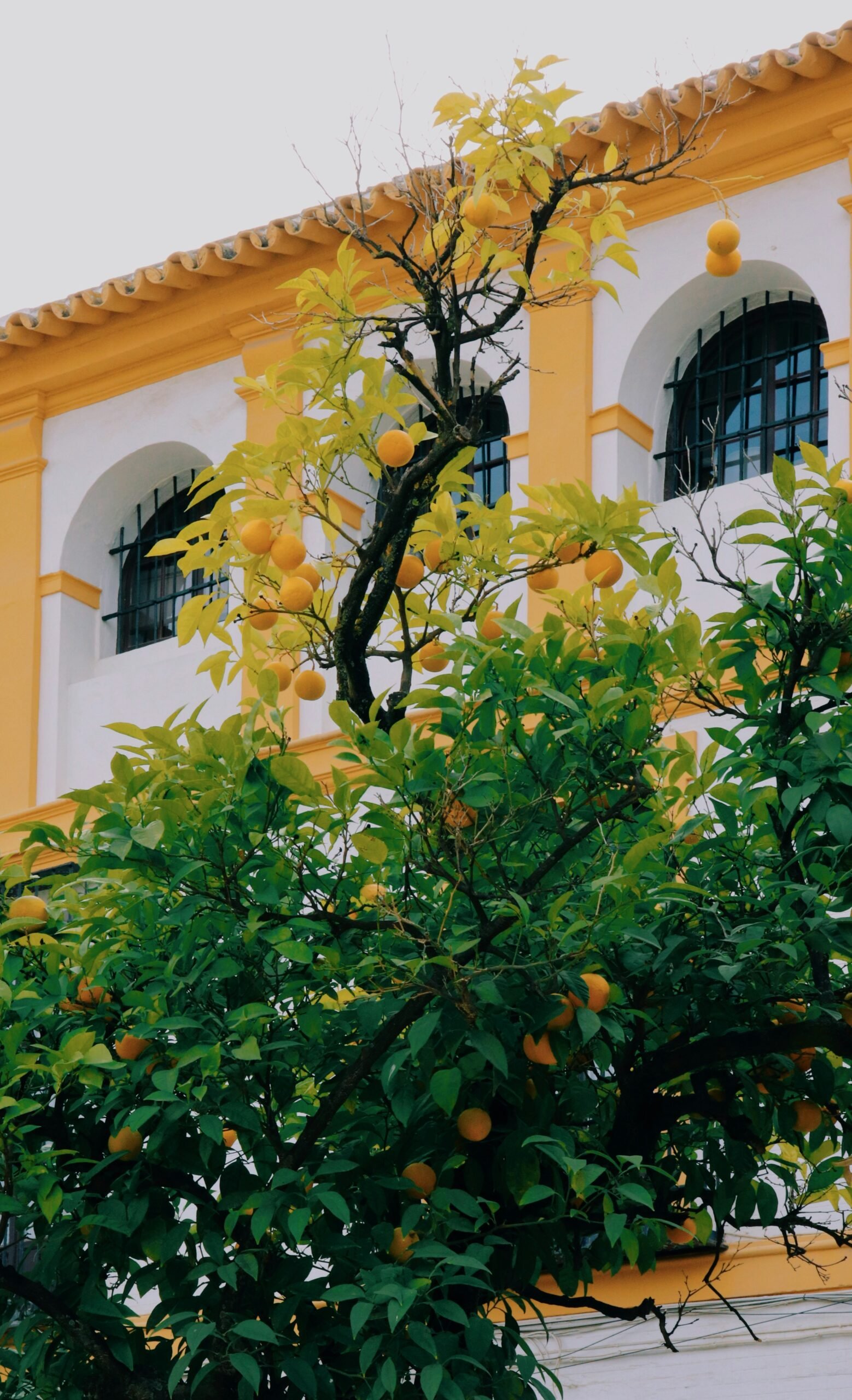 Orange trees in bloom in Seville, Spain, in front of sunlit Spanish architecture during spring.