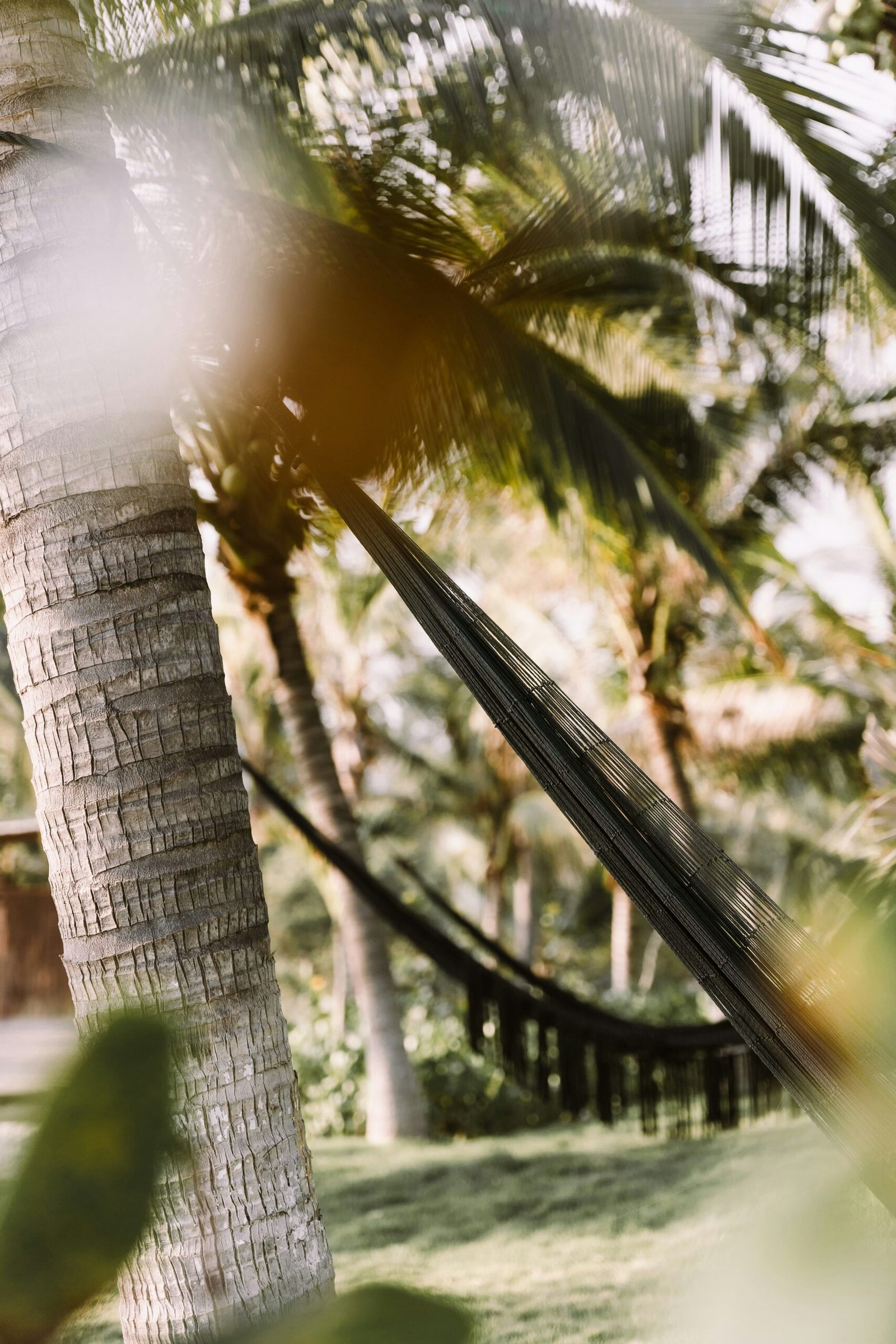 Hammock hanging between two palm trees in Mexico, capturing a calm tropical retreat atmosphere.