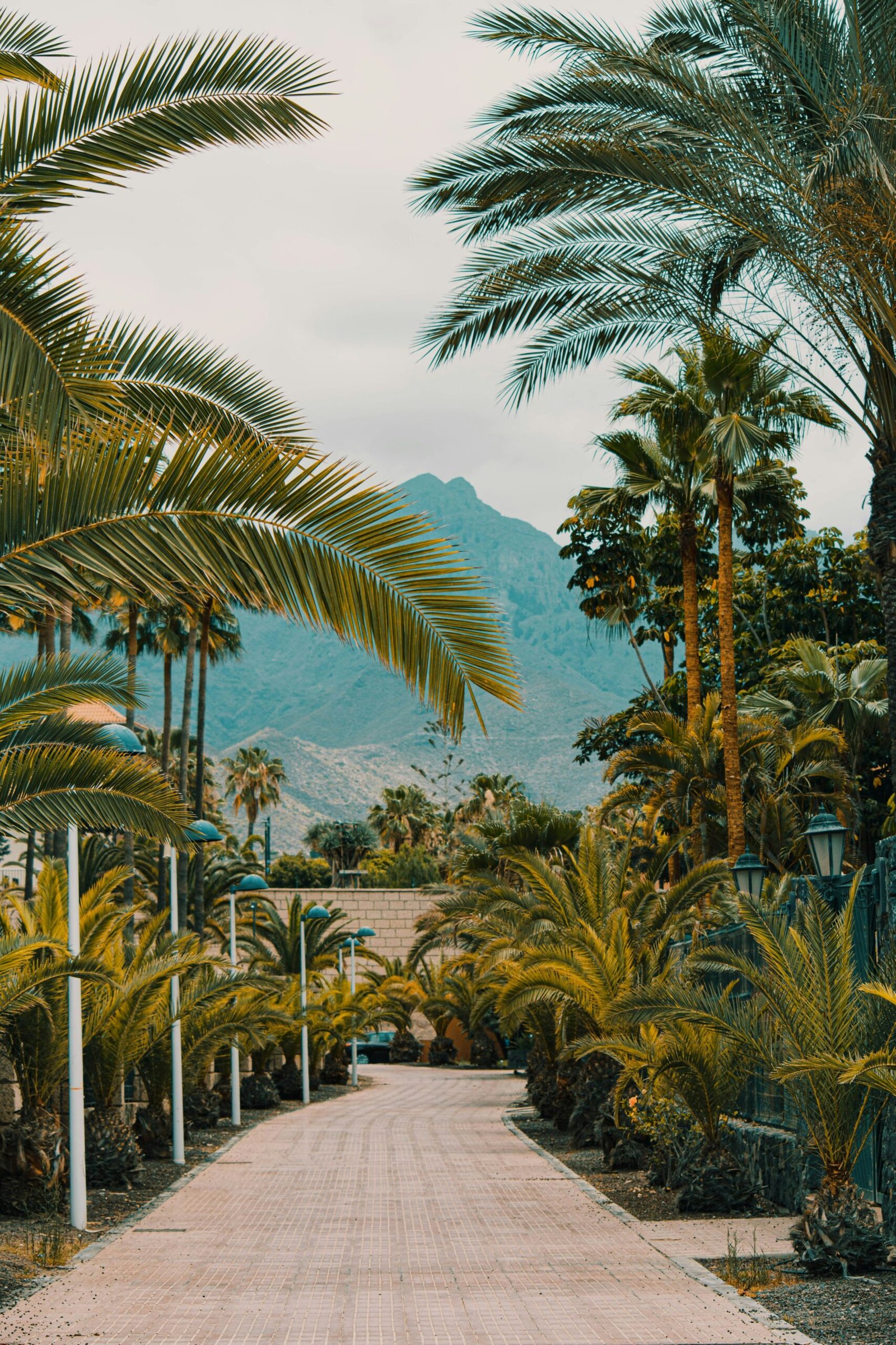 Tropical dirt road lined with palm trees and mountains in the distance, capturing a peaceful island travel setting.