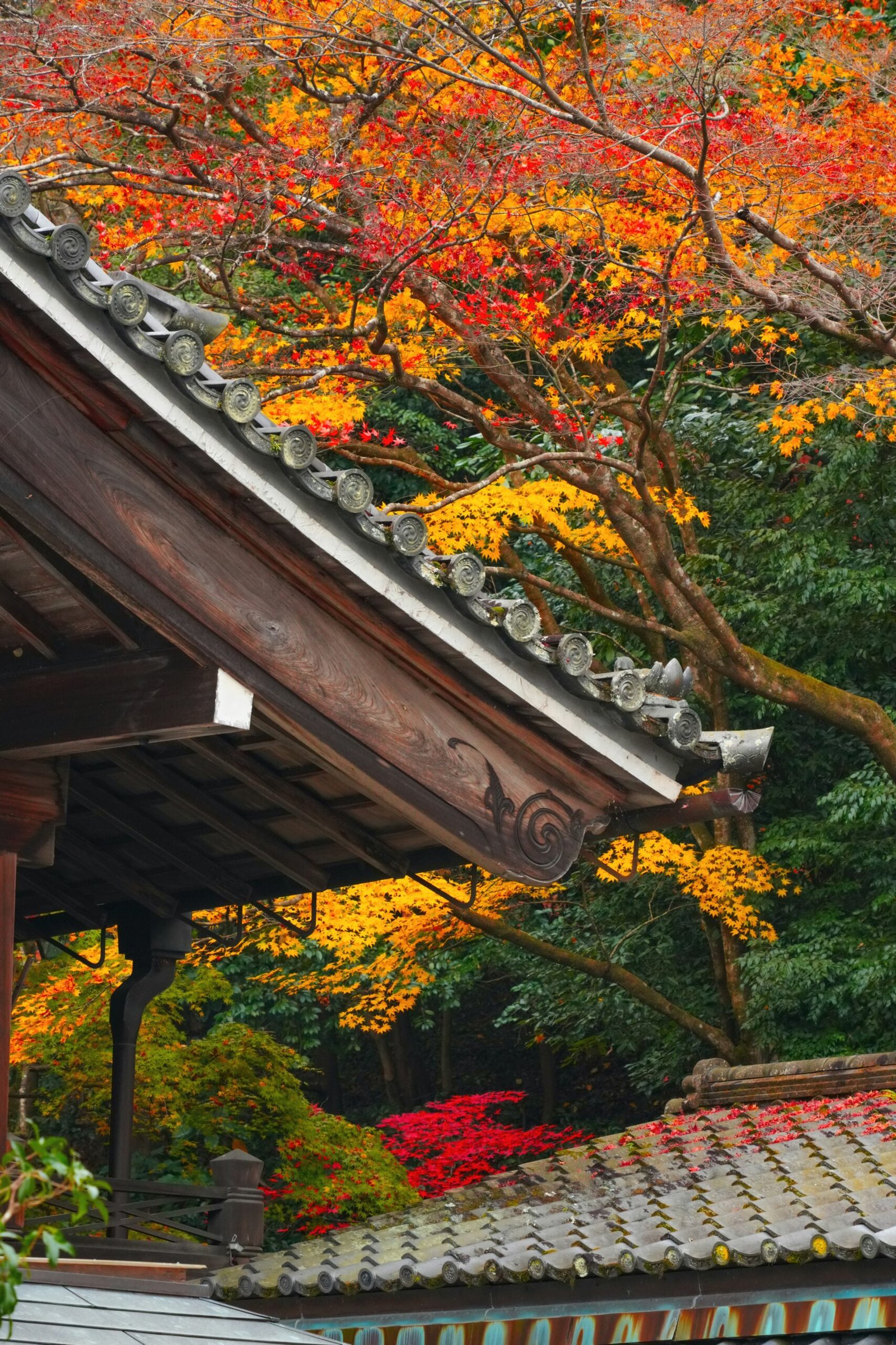Kyoto temple roof surrounded by vivid autumn leaves, matching the article’s golden-light and deepening-silence theme.