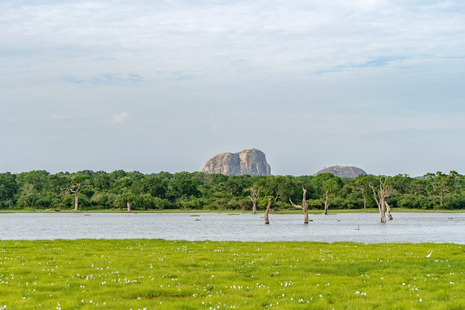 Quiet water and dense greenery inside Yala National Park in Sri Lanka.