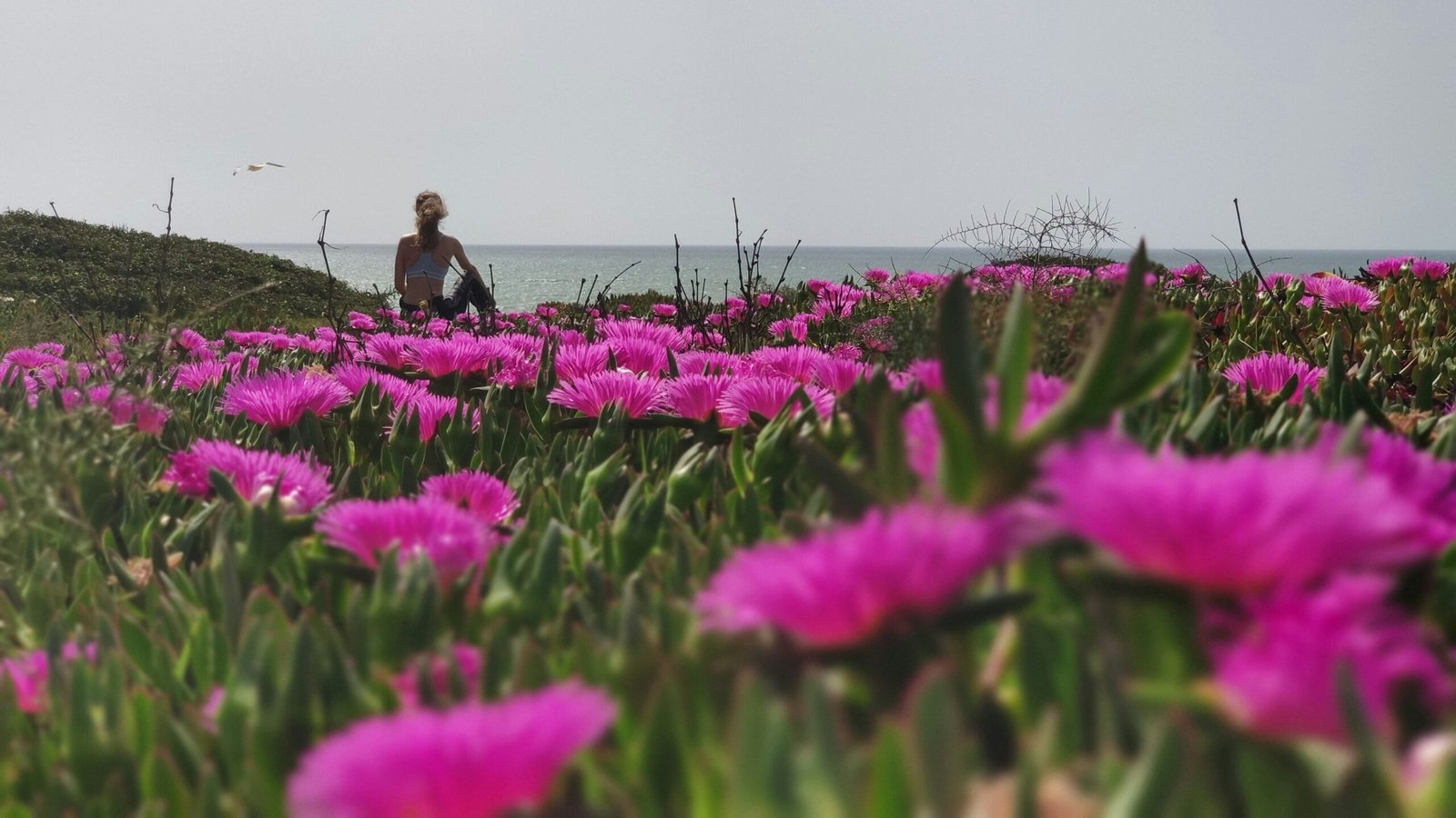 wildflowers blooming in portugal at the beginning of spring