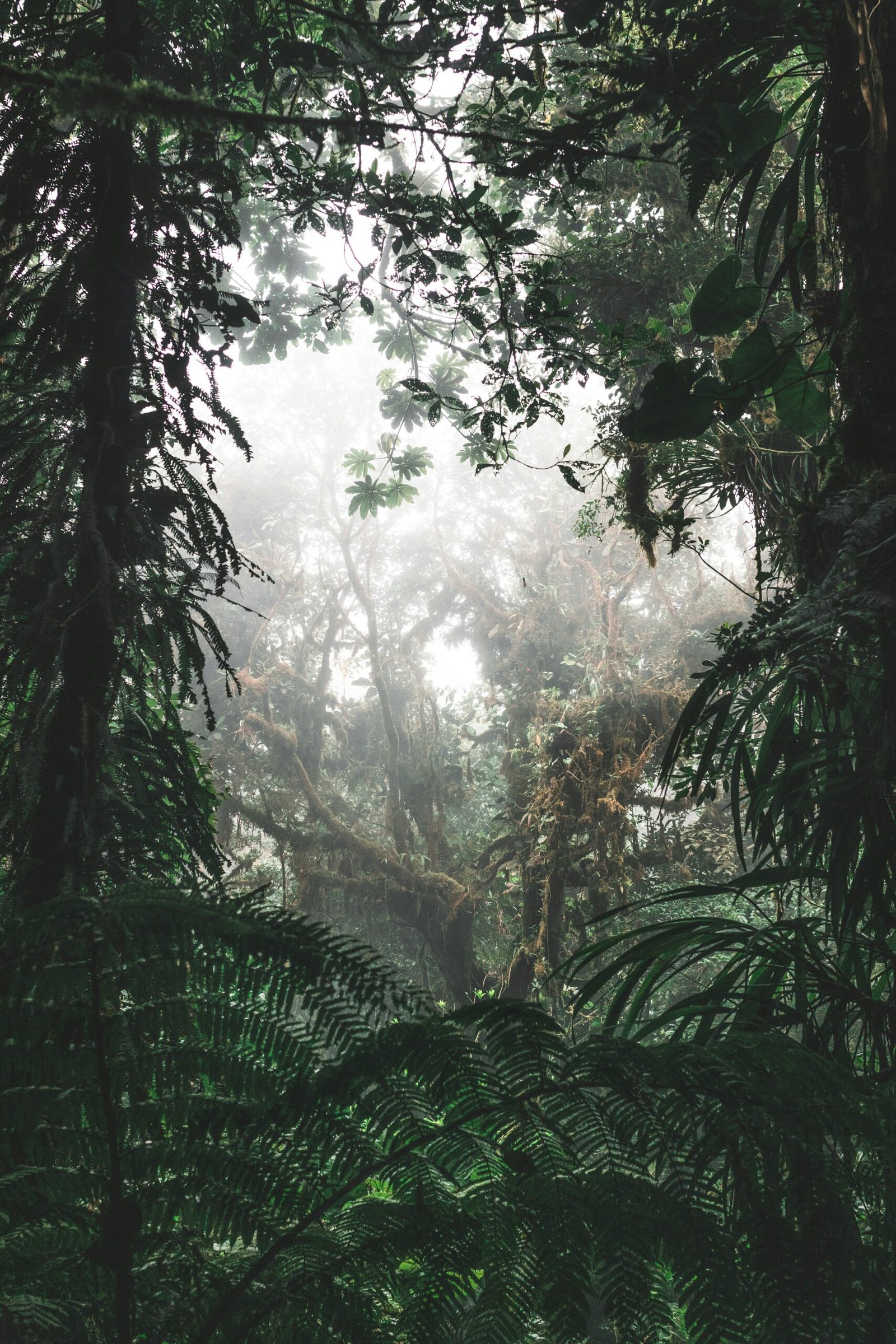 Misty cloud forest canopy in Monteverde, Costa Rica.