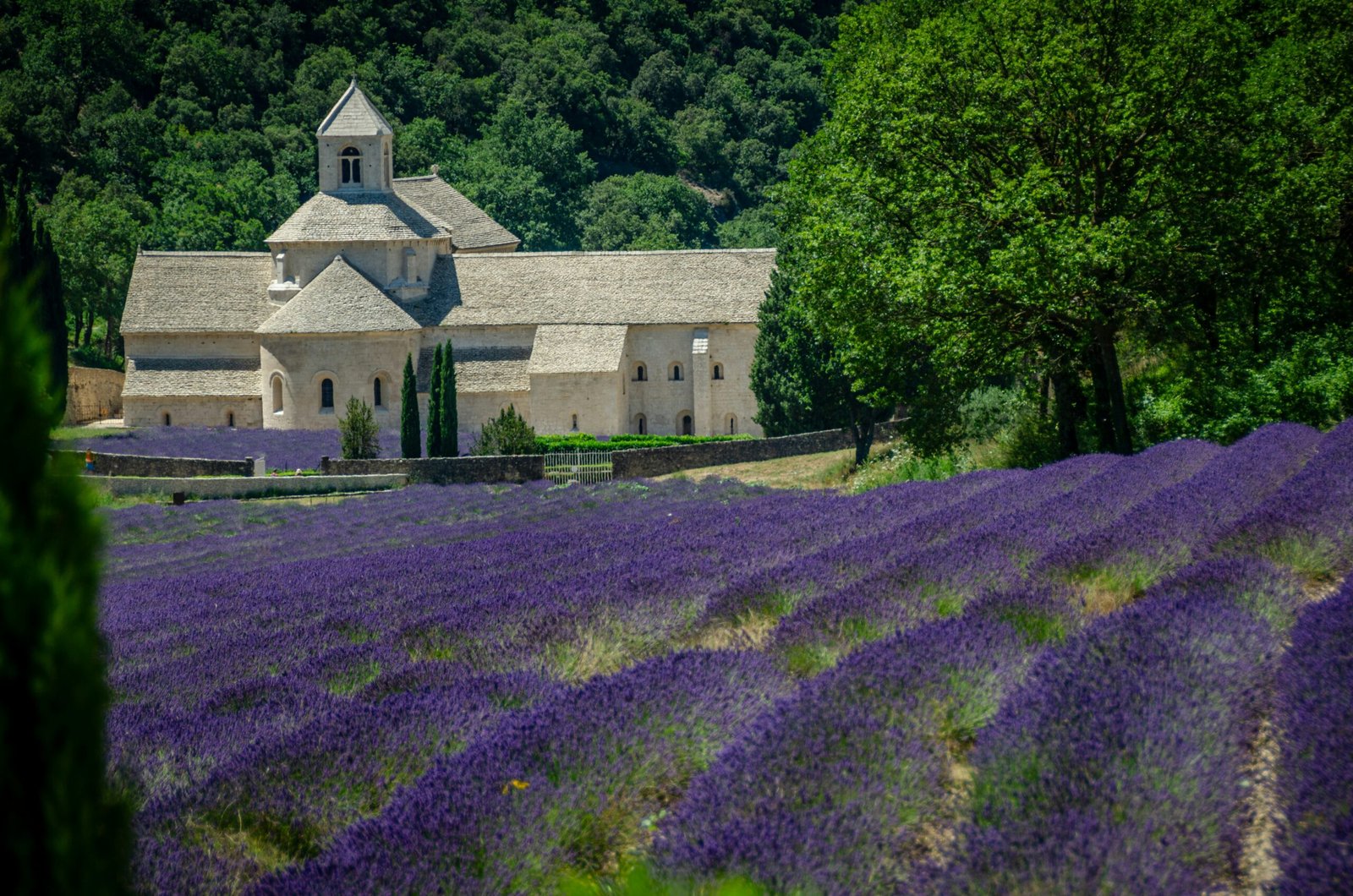 Lavender field and small church in Provence under bright summer sunlight