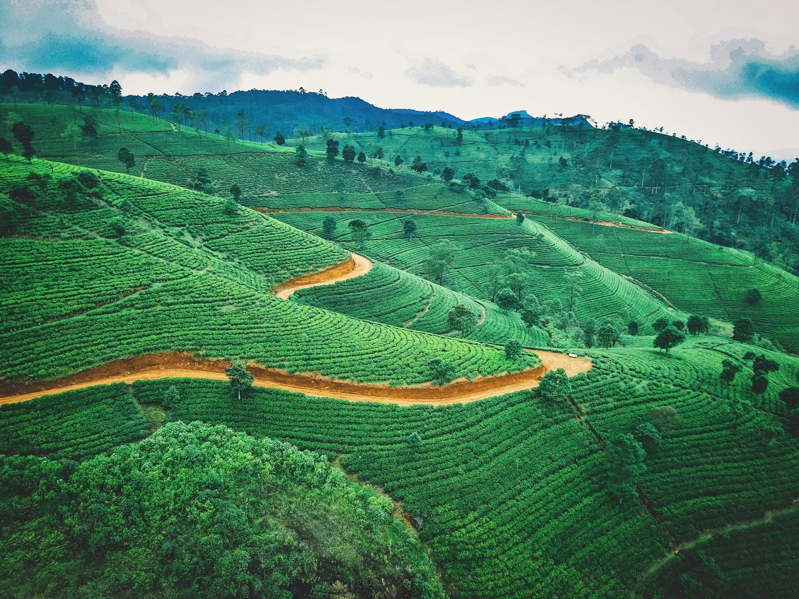 Aerial view of Sri Lanka tea plantations, matching the peaceful countryside atmosphere often linked with retreat travel.
