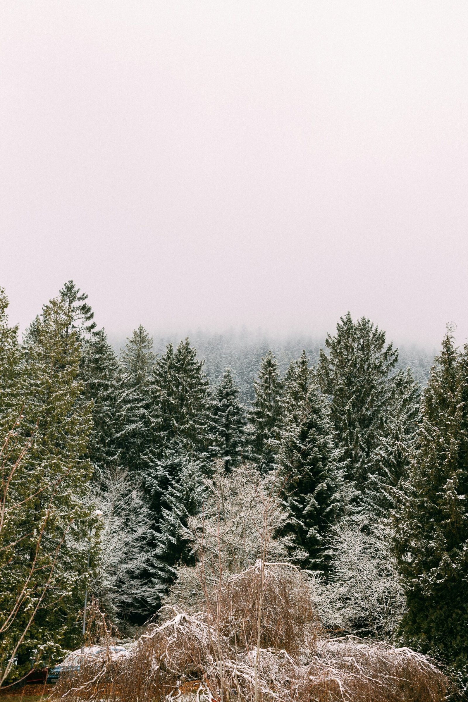 Snow-covered forest landscape in Alsace, creating a quiet and grounding backdrop for a February yoga retreat in France.