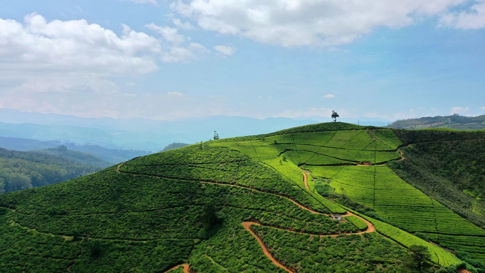 Tea-covered hills in Nuwara Eliya, Sri Lanka, ideal for a calm hill-country yoga retreat focused on renewal and clarity.