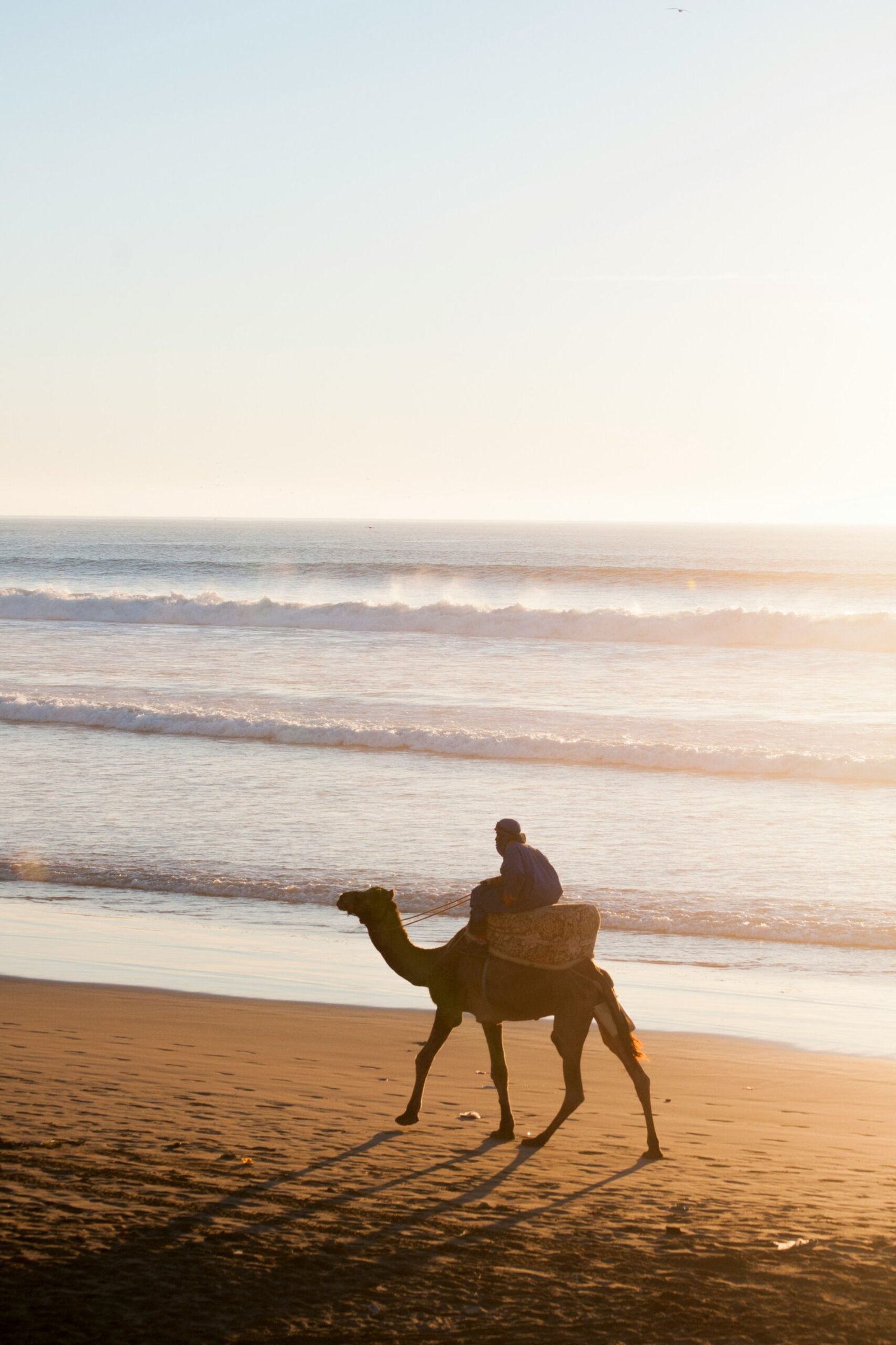 camel by the beach in agadir
