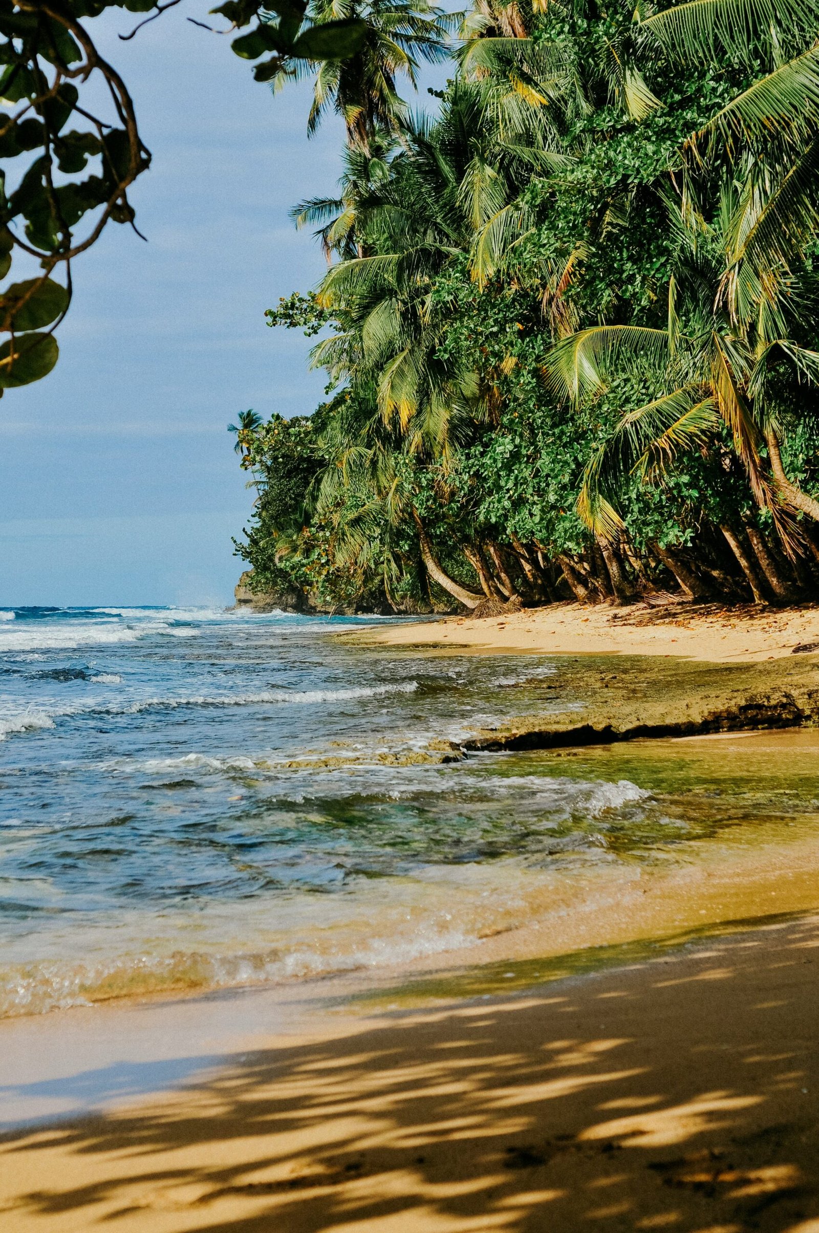 Palm-lined Caribbean shoreline in Manzanillo, Costa Rica, with turquoise sea, sandy beach, and dense tropical greenery.