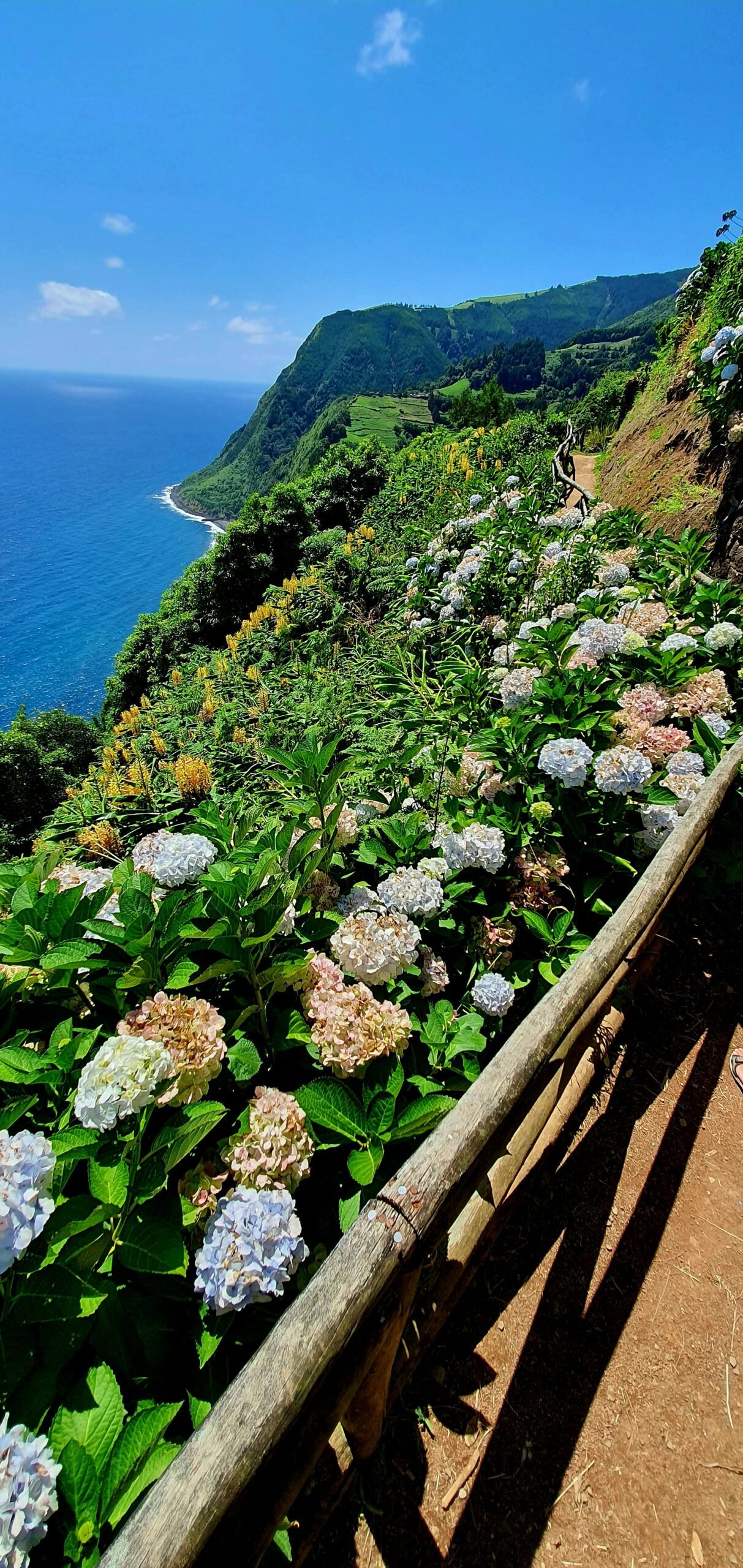wildflowers in madeira portugal during the april retreat season