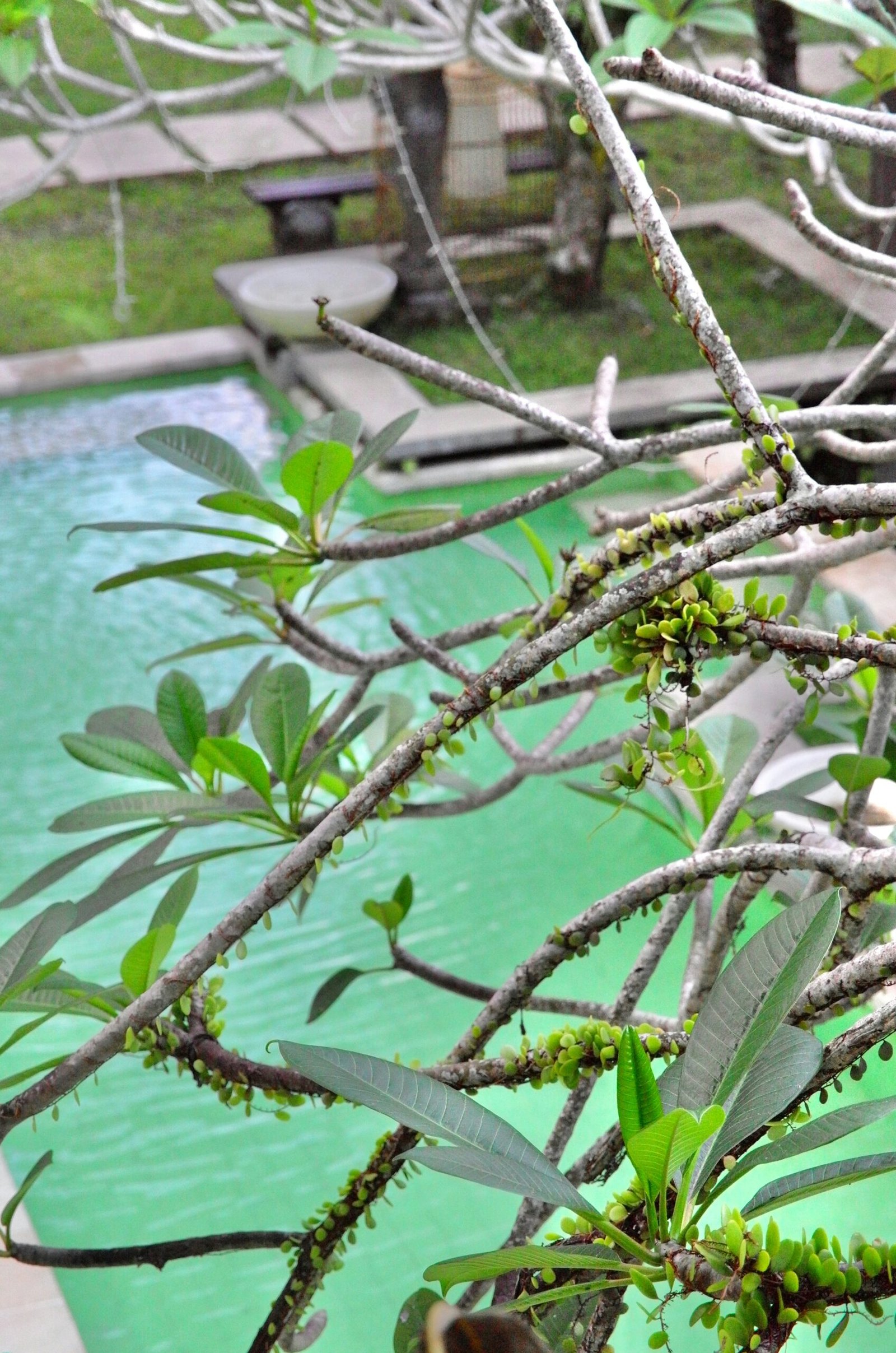 Peaceful retreat poolside with green trees creating a calm and relaxing atmosphere