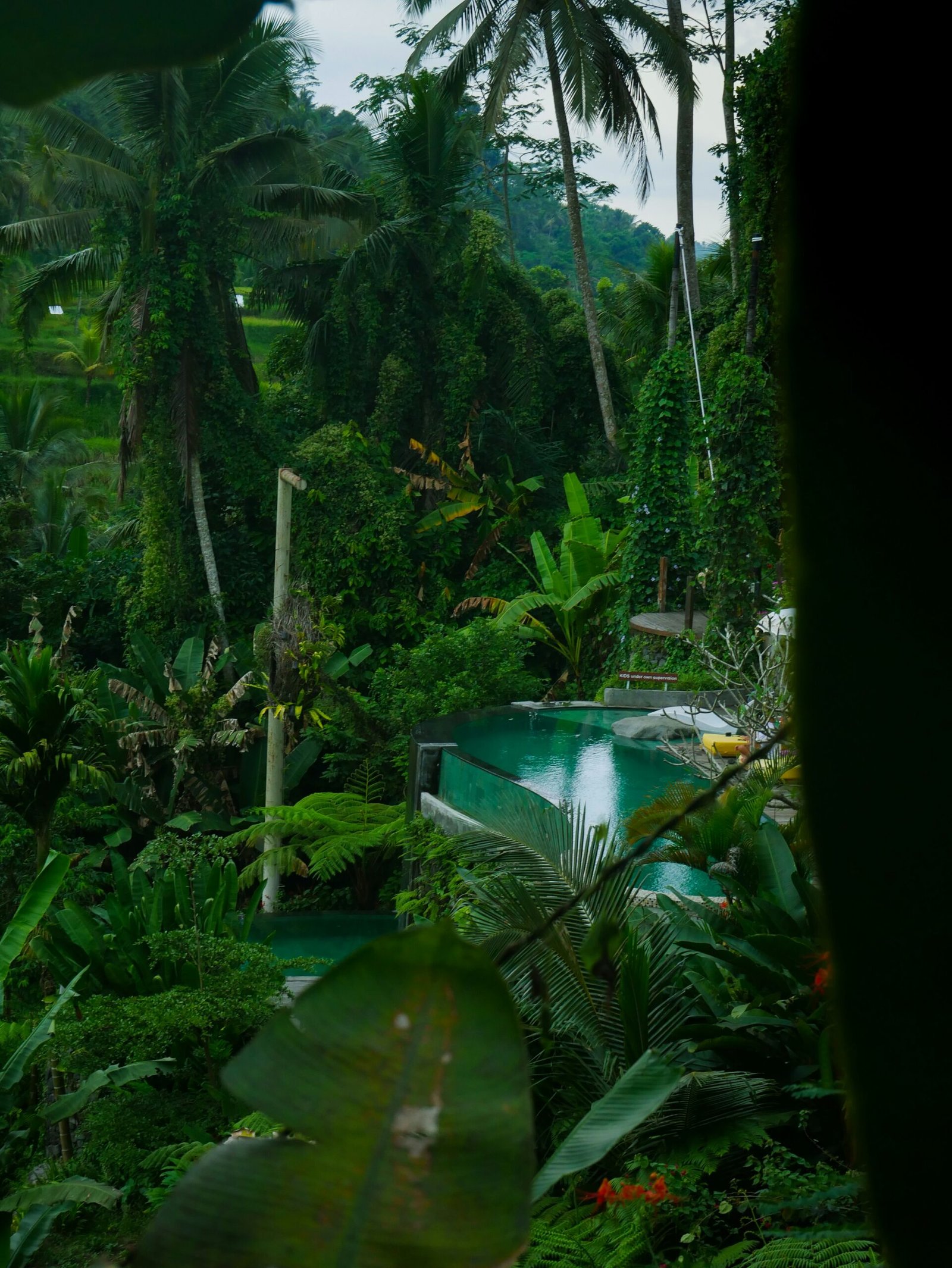 dense tropical jungle in ubud with rain-fed greenery during bali winter