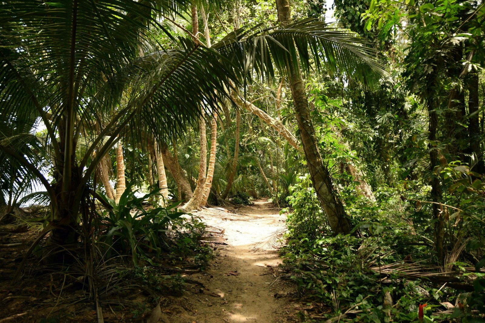 Tree-lined walkway in Tortuguero, Costa Rica