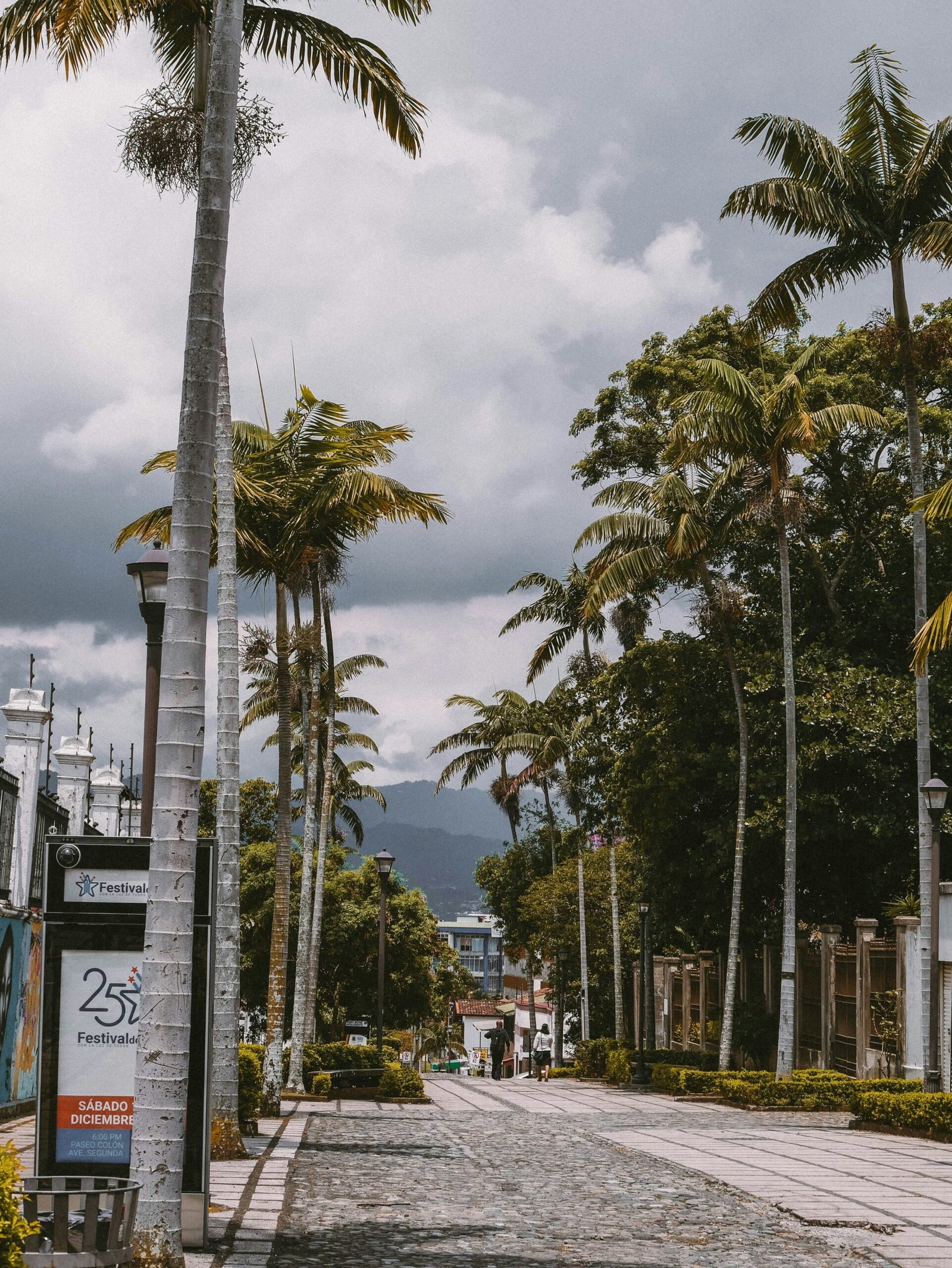 Palm-lined avenue with low-rise buildings in San José, Costa Rica