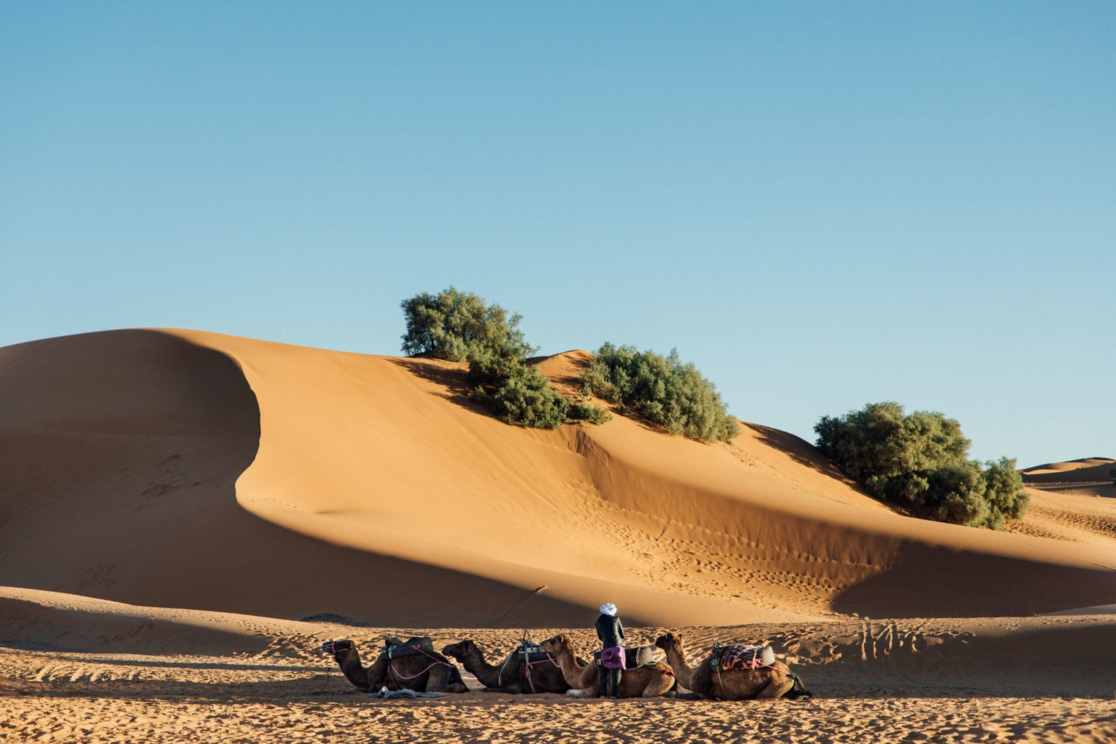 A line of camels resting on the golden sand dunes of the Sahara Desert in Morocco during a September sunrise, showcasing the serene landscape for a luxury desert yoga retreat.