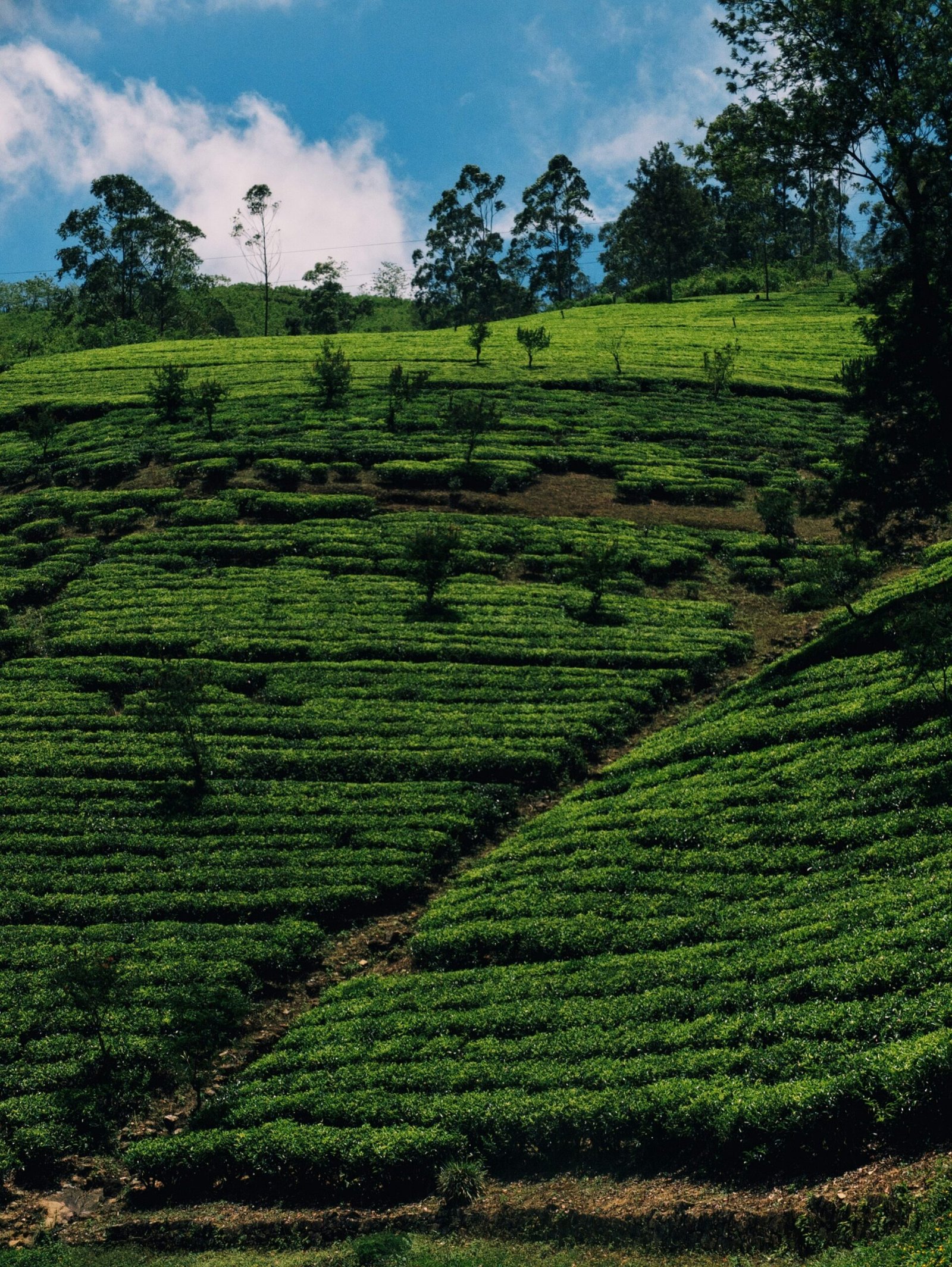 Rolling tea fields near Norwood in Sri Lanka, suited to a cool and scenic yoga retreat in the highlands.