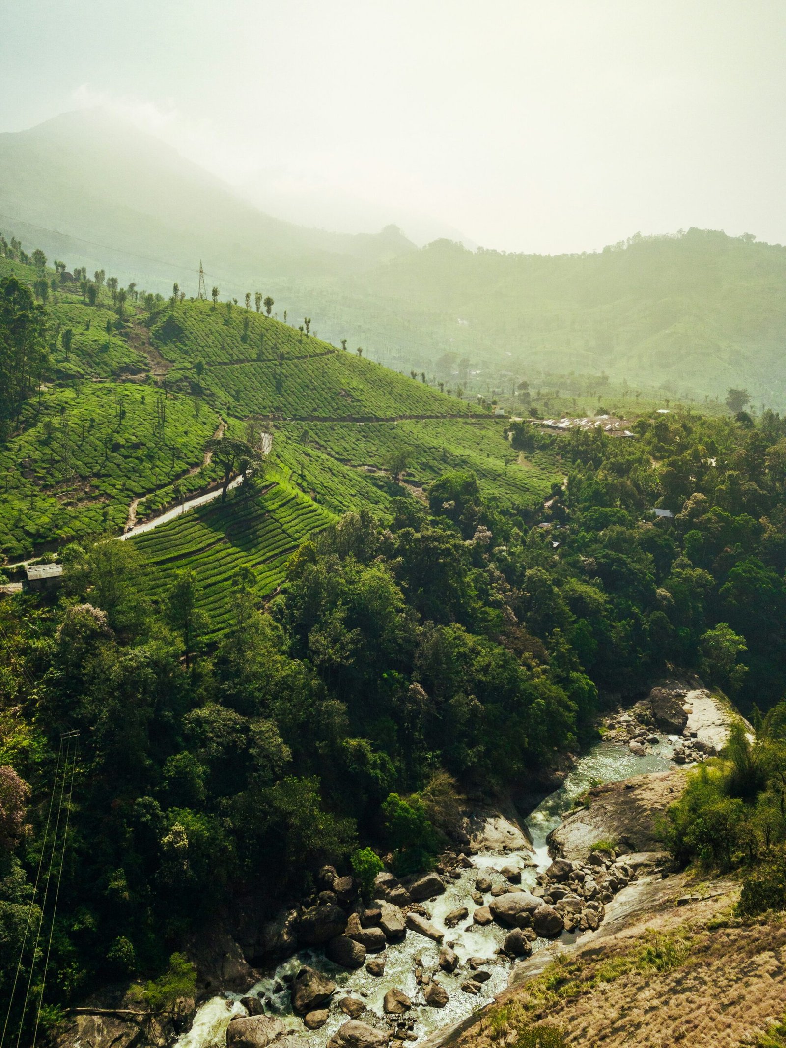 ea-covered hills in Munnar, Kerala, reflecting the fresh and restorative atmosphere of a retreat in India.