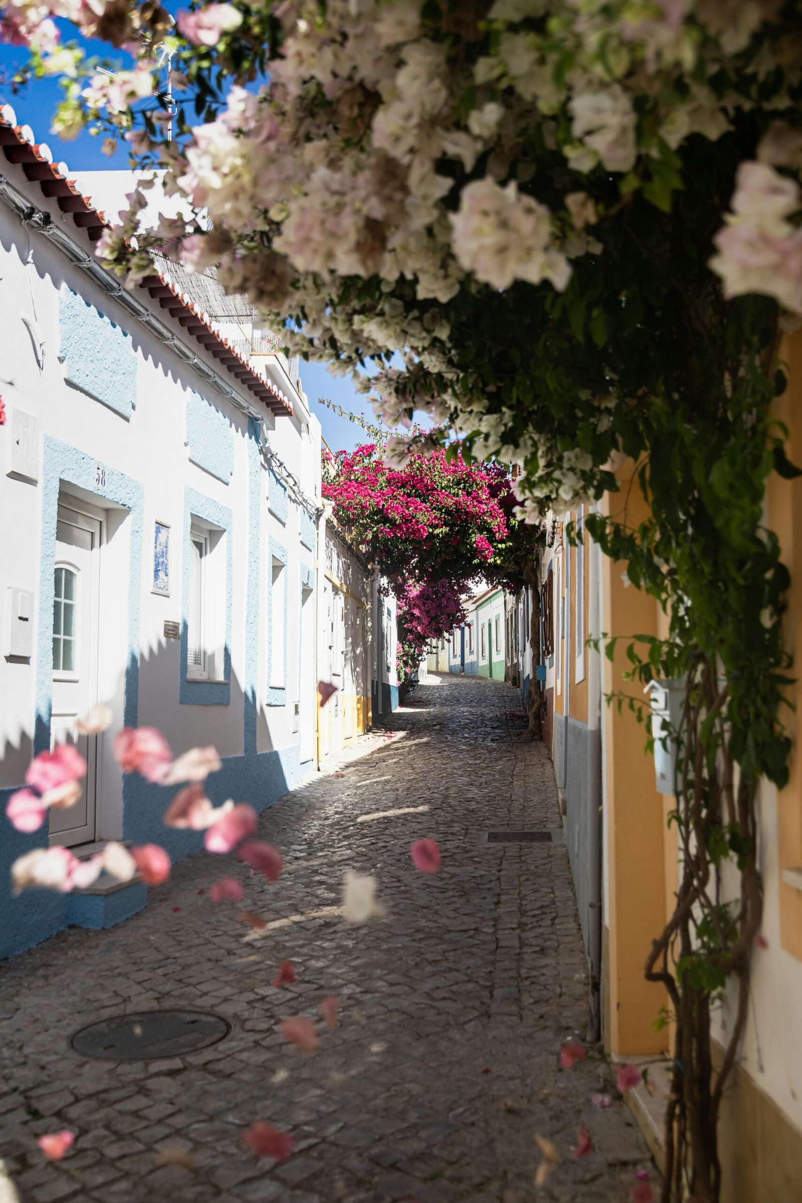 almond blossoms in portugal marking the shift from winter to spring