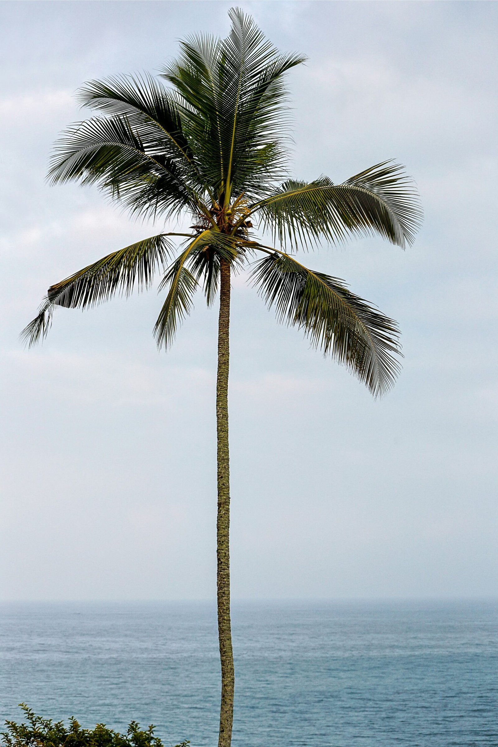 Coconut palms and Arabian Sea views in Trivandrum, Kerala near coastal wellness escapes