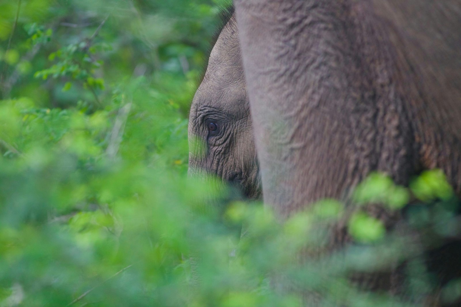 Elephant standing in the grasslands near Kataragama in southeastern Sri Lanka.